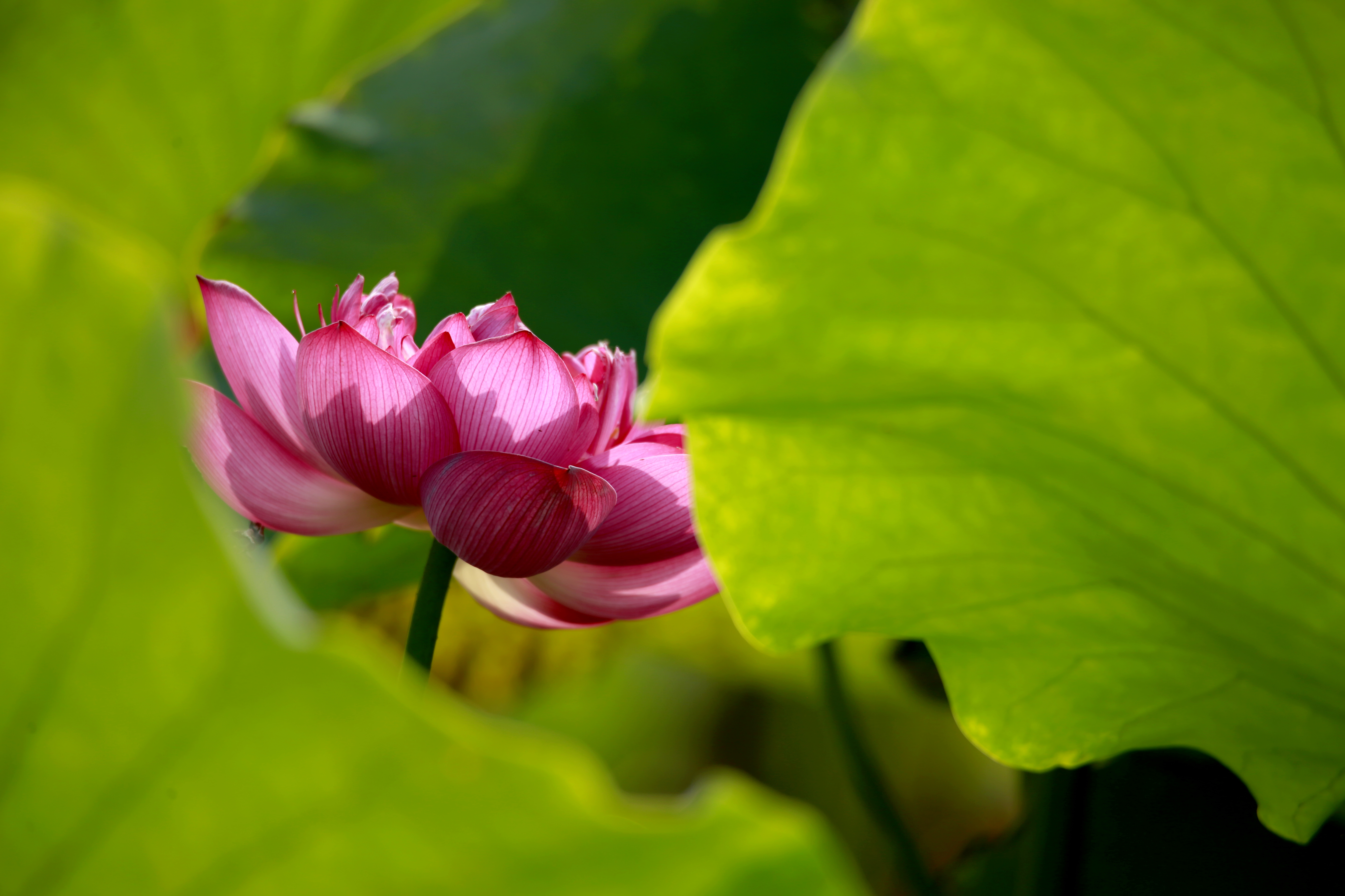 荷香沁沏金色秋