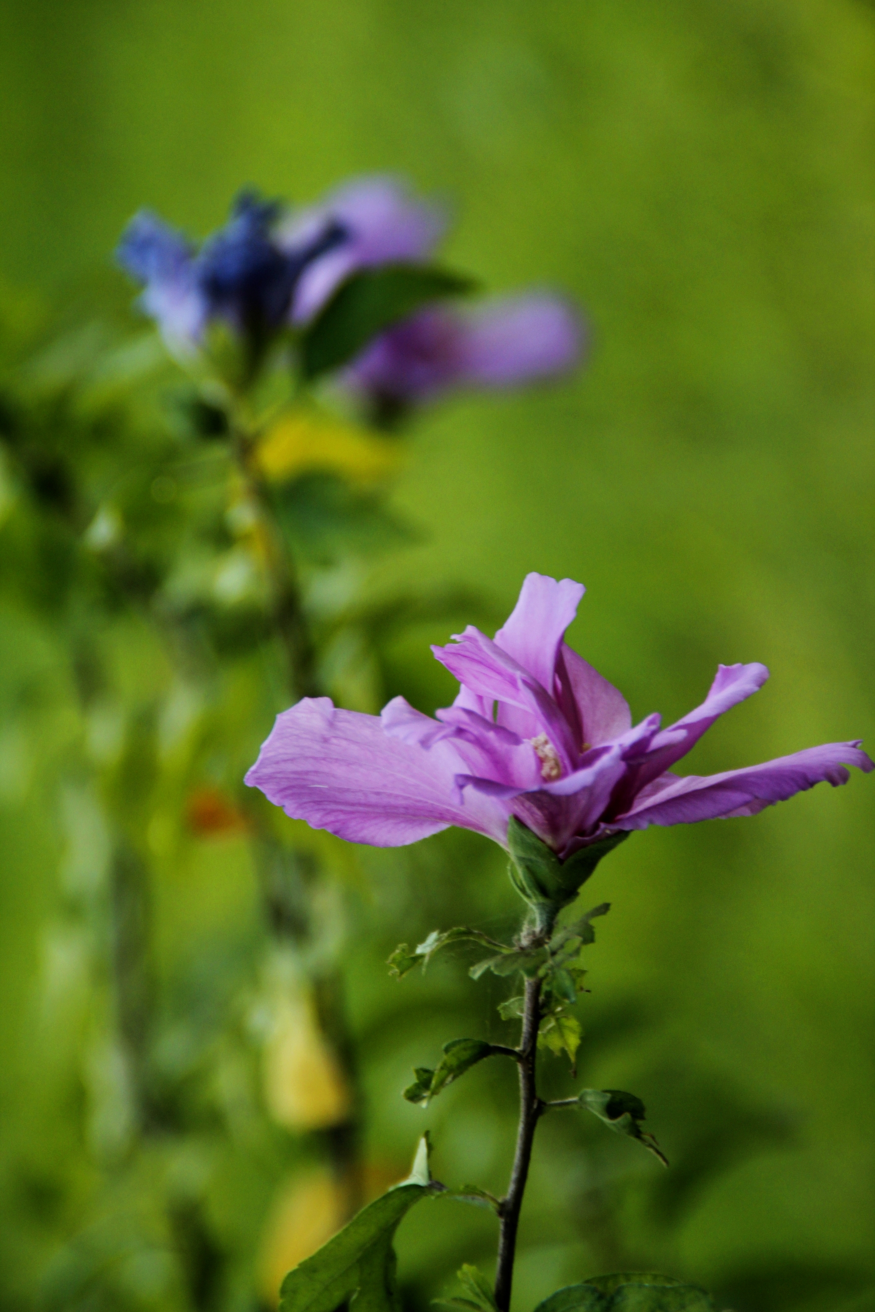 首发重瓣紫木槿