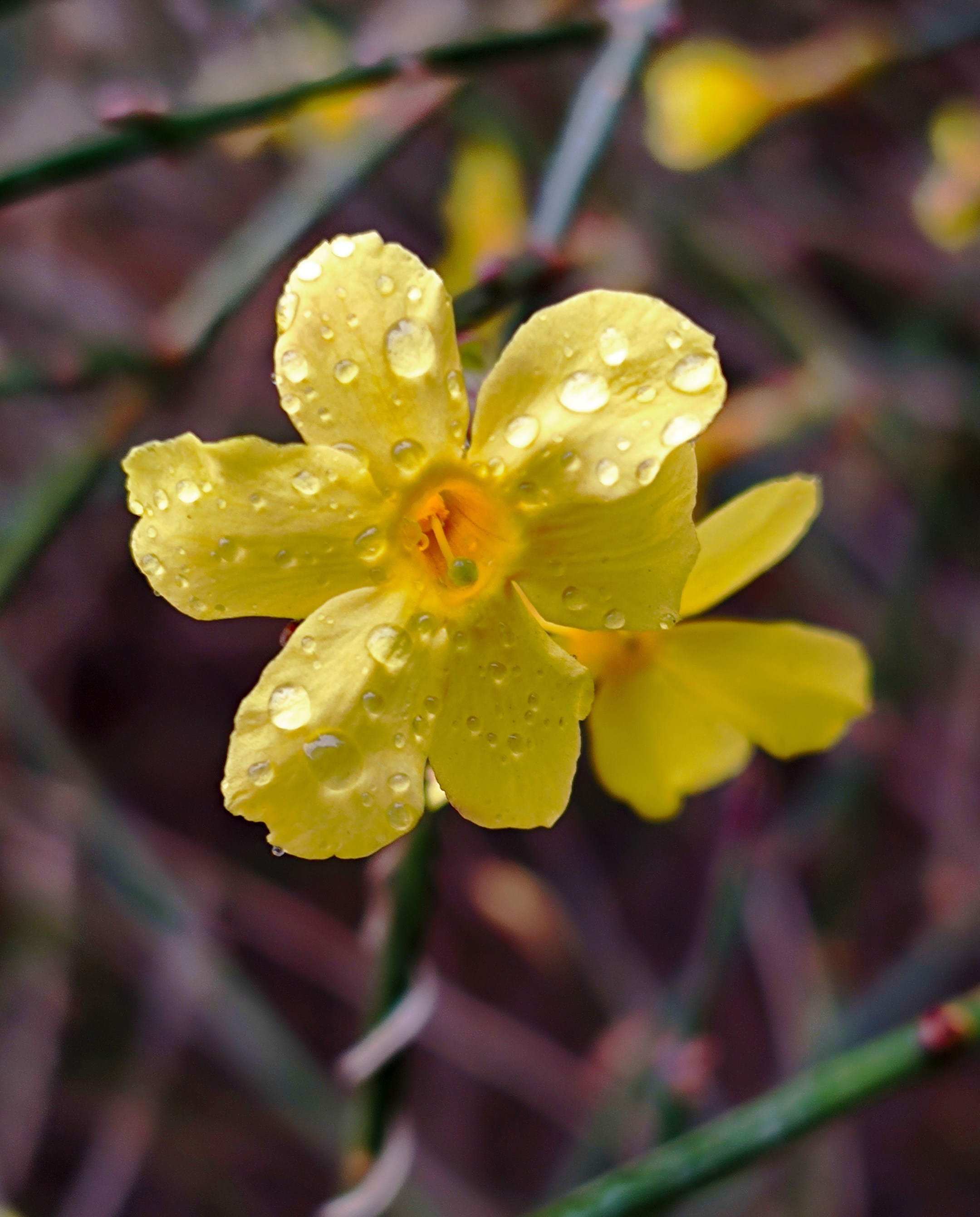 春雨滋润迎春花vv首发