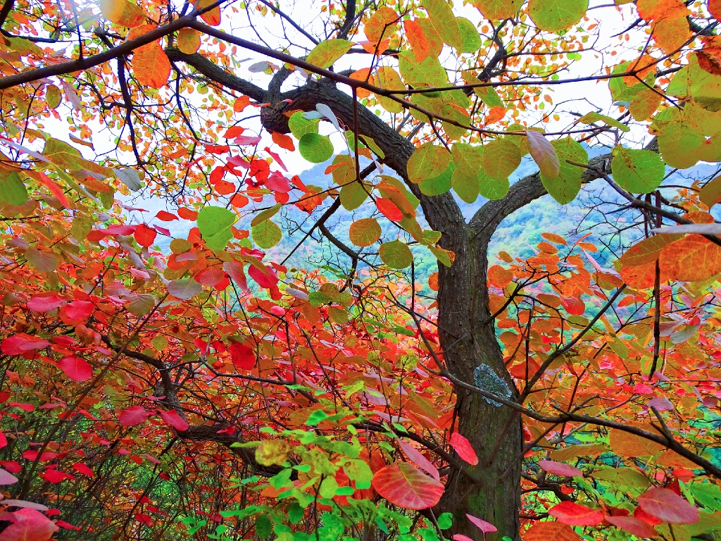 又逢深秋醉紅葉