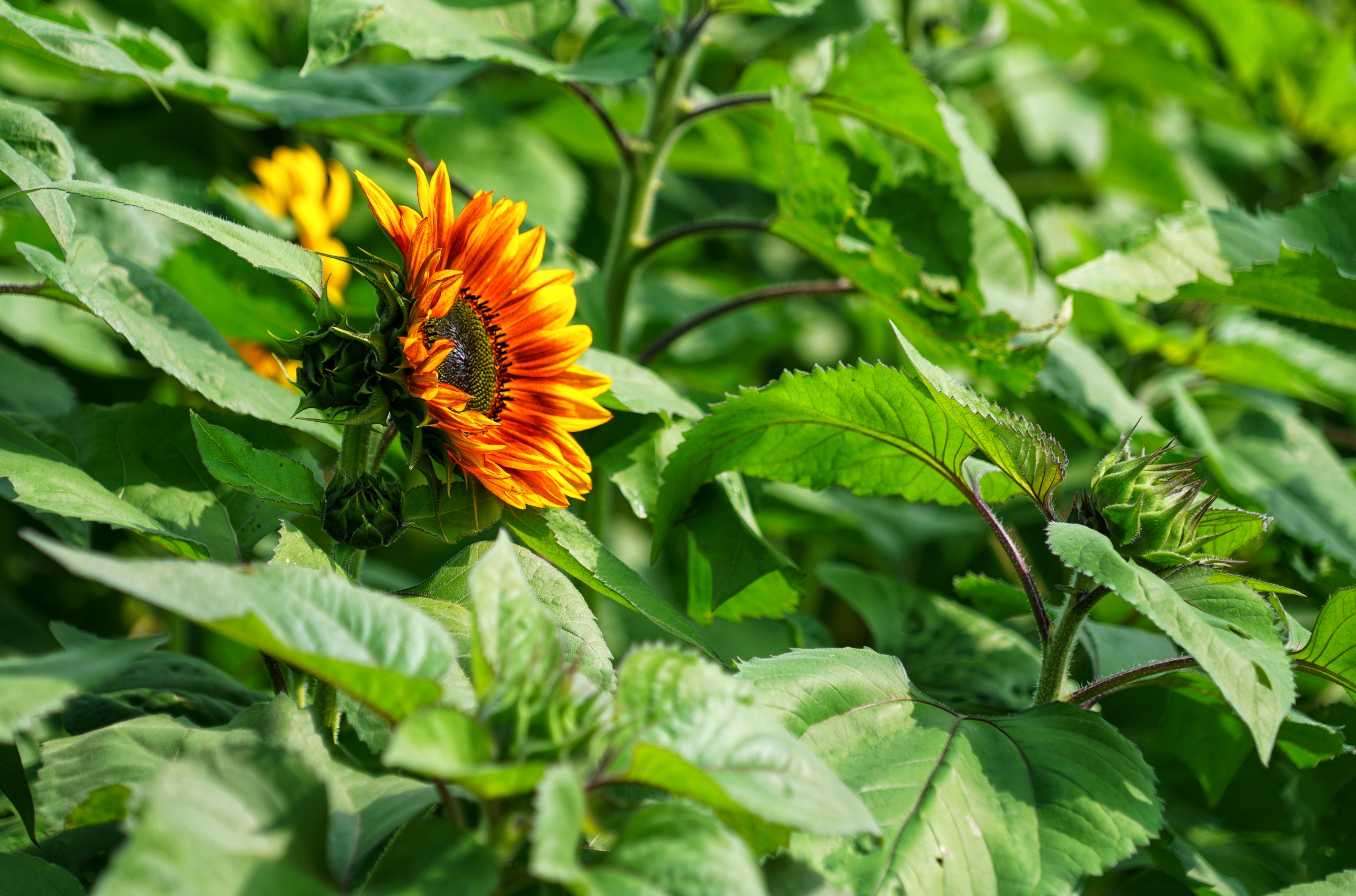 春光沐浴向日葵