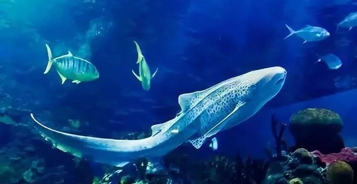 会流泪的鱼
