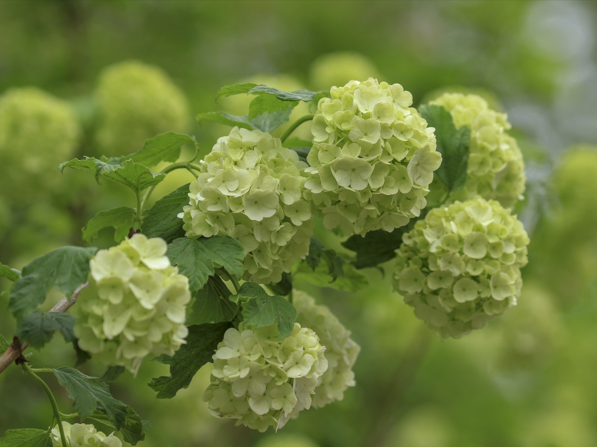 粉团荚蒾vv首发