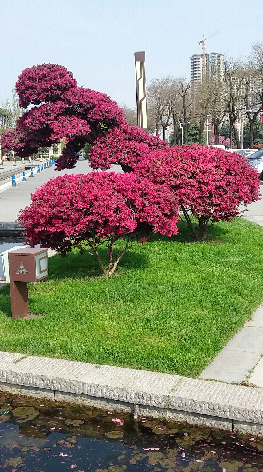 春到汉中百花开