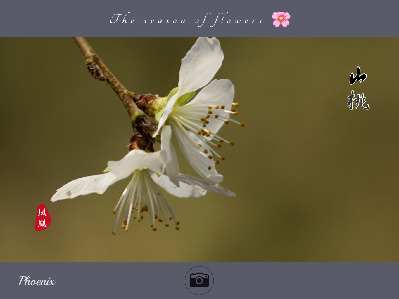 山桃开花粉白和绿白都有 那绿白色的 好似绿萼梅 花萼绿色的山桃花