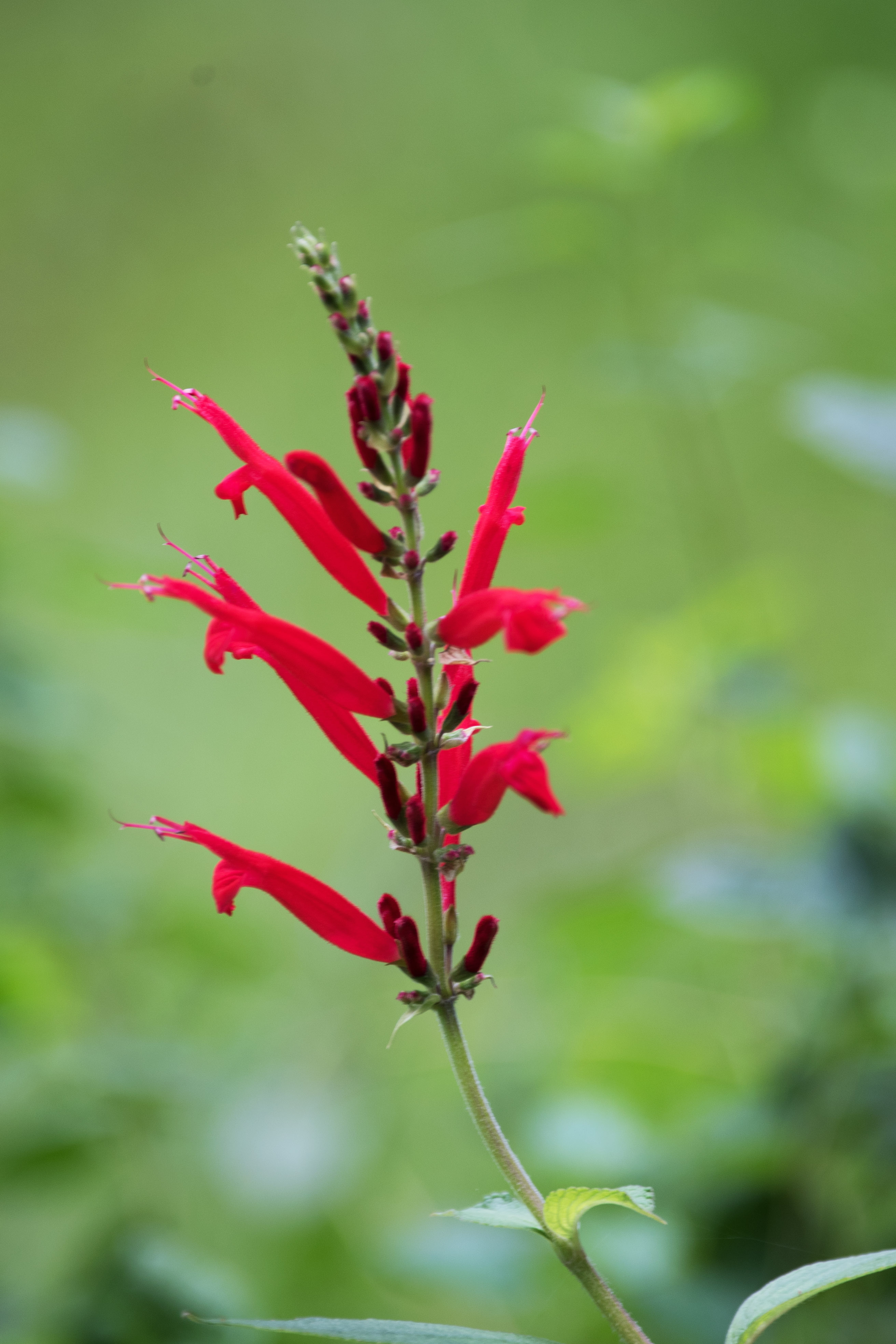 凤梨鼠尾草首发