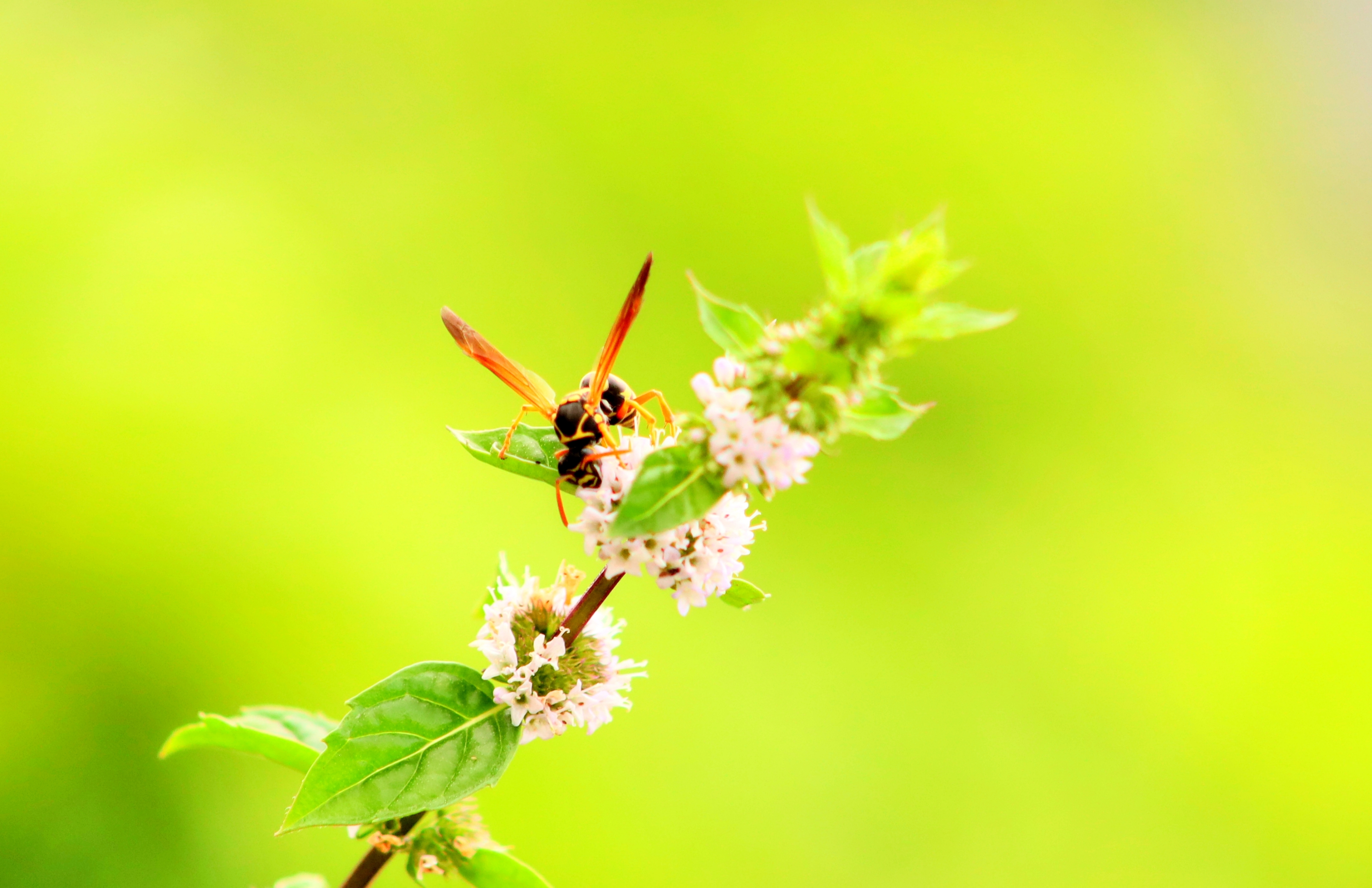 八月始见薄荷花