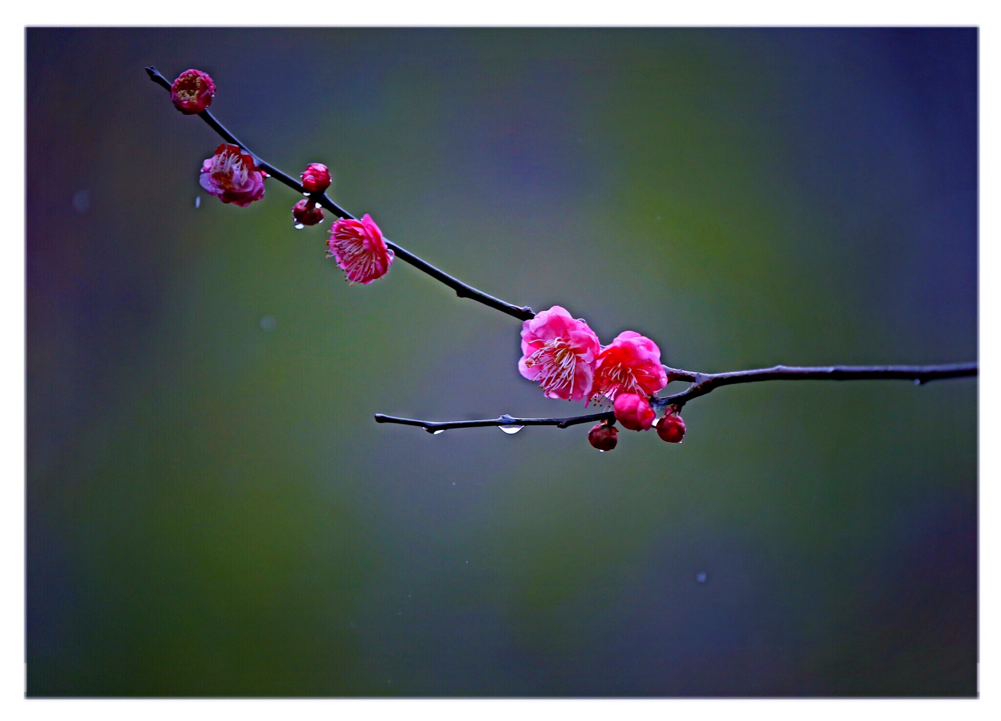 忆梅花2019年2月13日摄于梅园