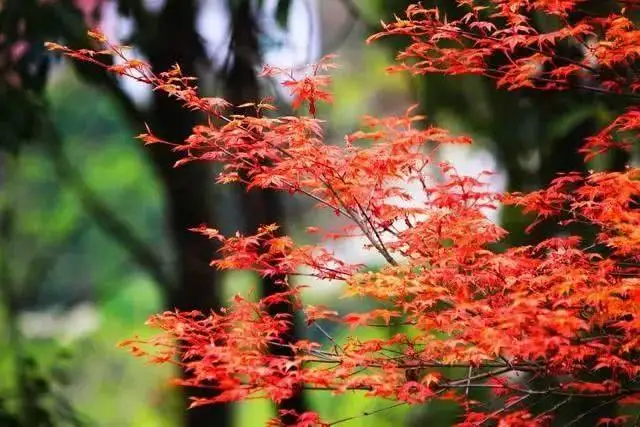 秋枫 潇雨洗尘,冷落清秋,永定河边,芦花和秋霜同白,河水与秋