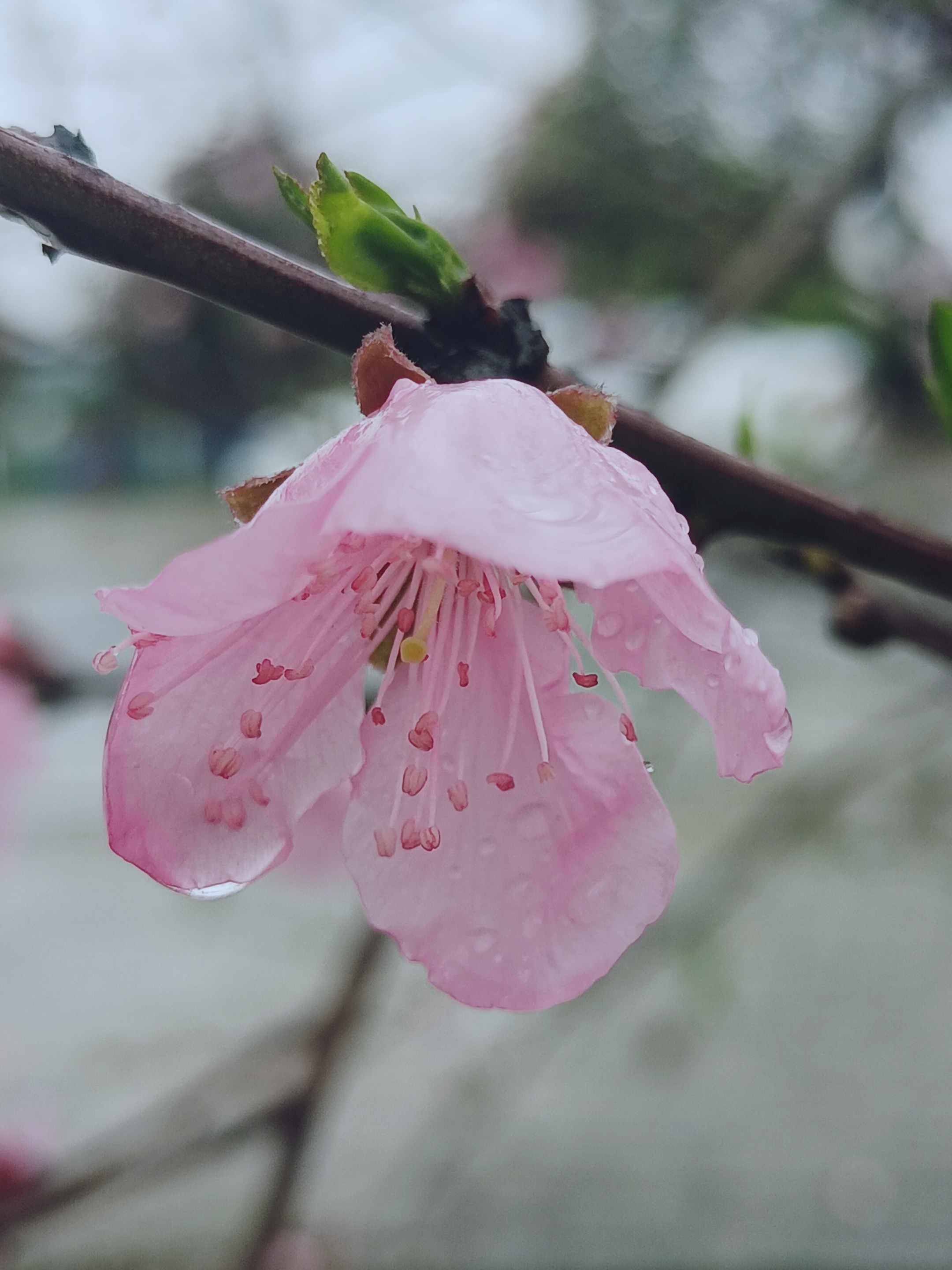 桃花别名红雨图片