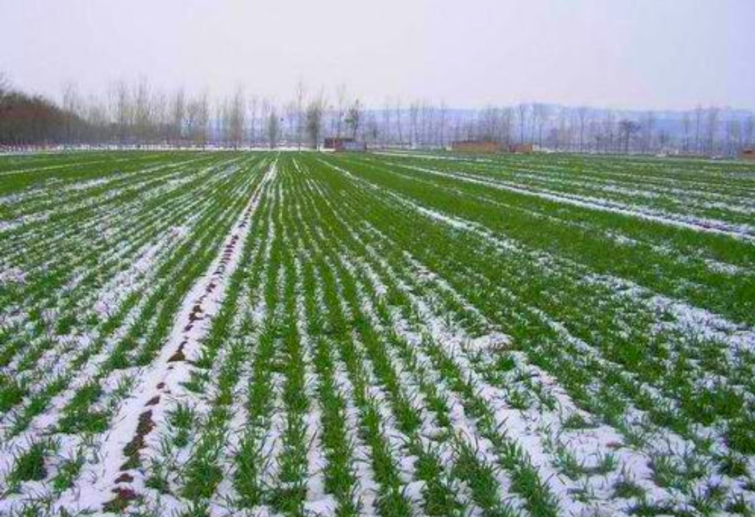 首发朗诵在冬天的麦苗上看到中国的春天银河飘月