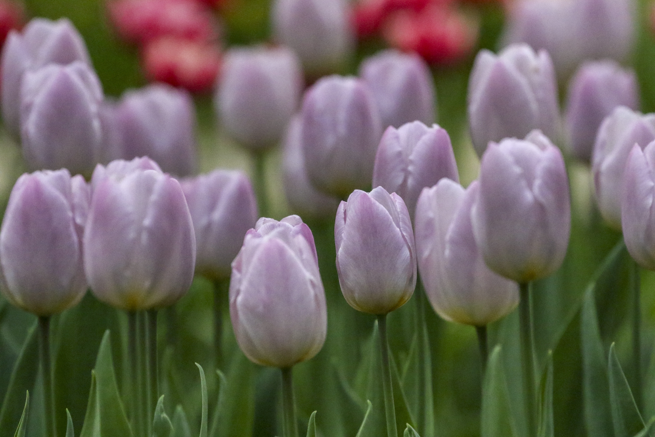 首发世界花后郁金香二