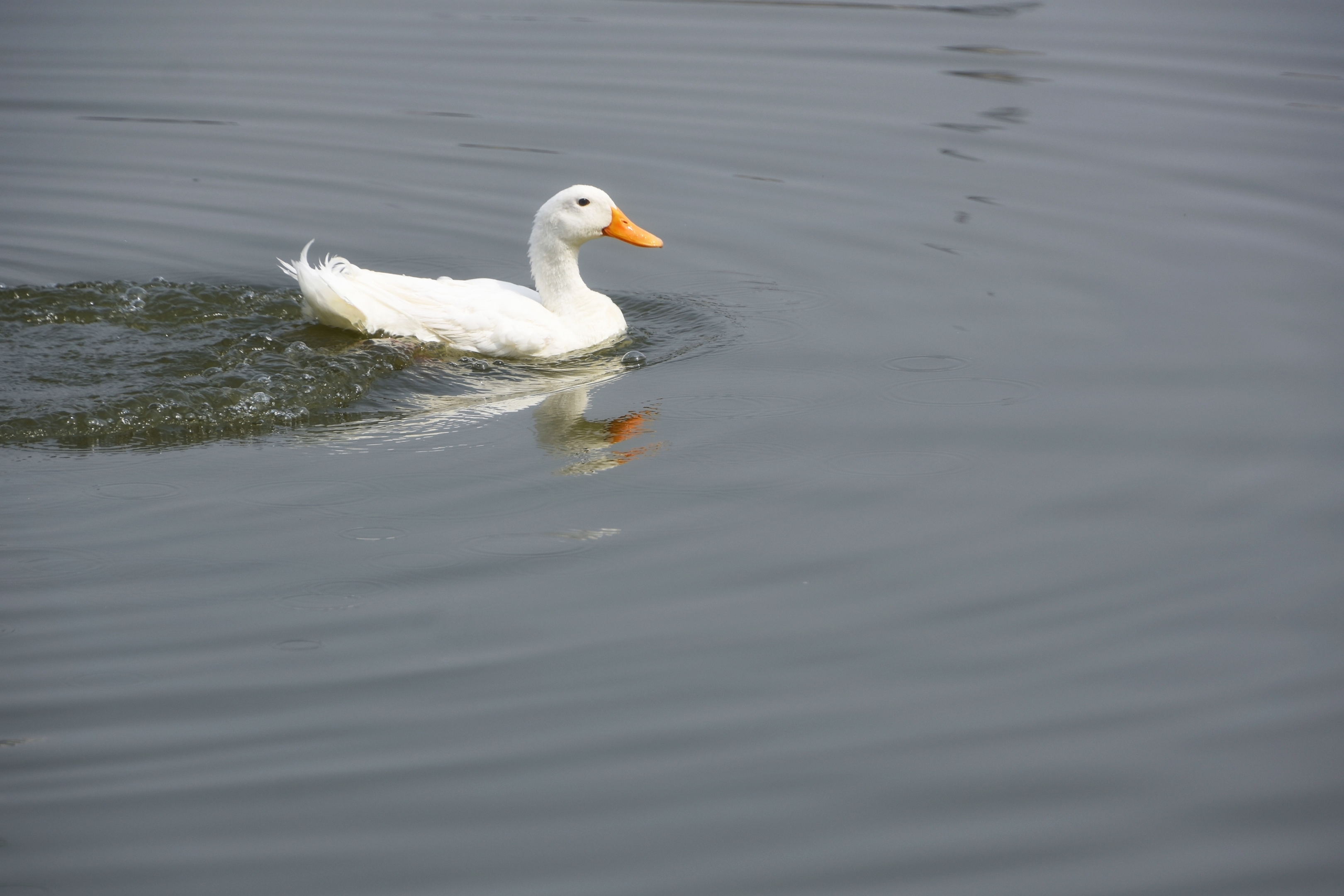 【首发】偶遇北京鸭