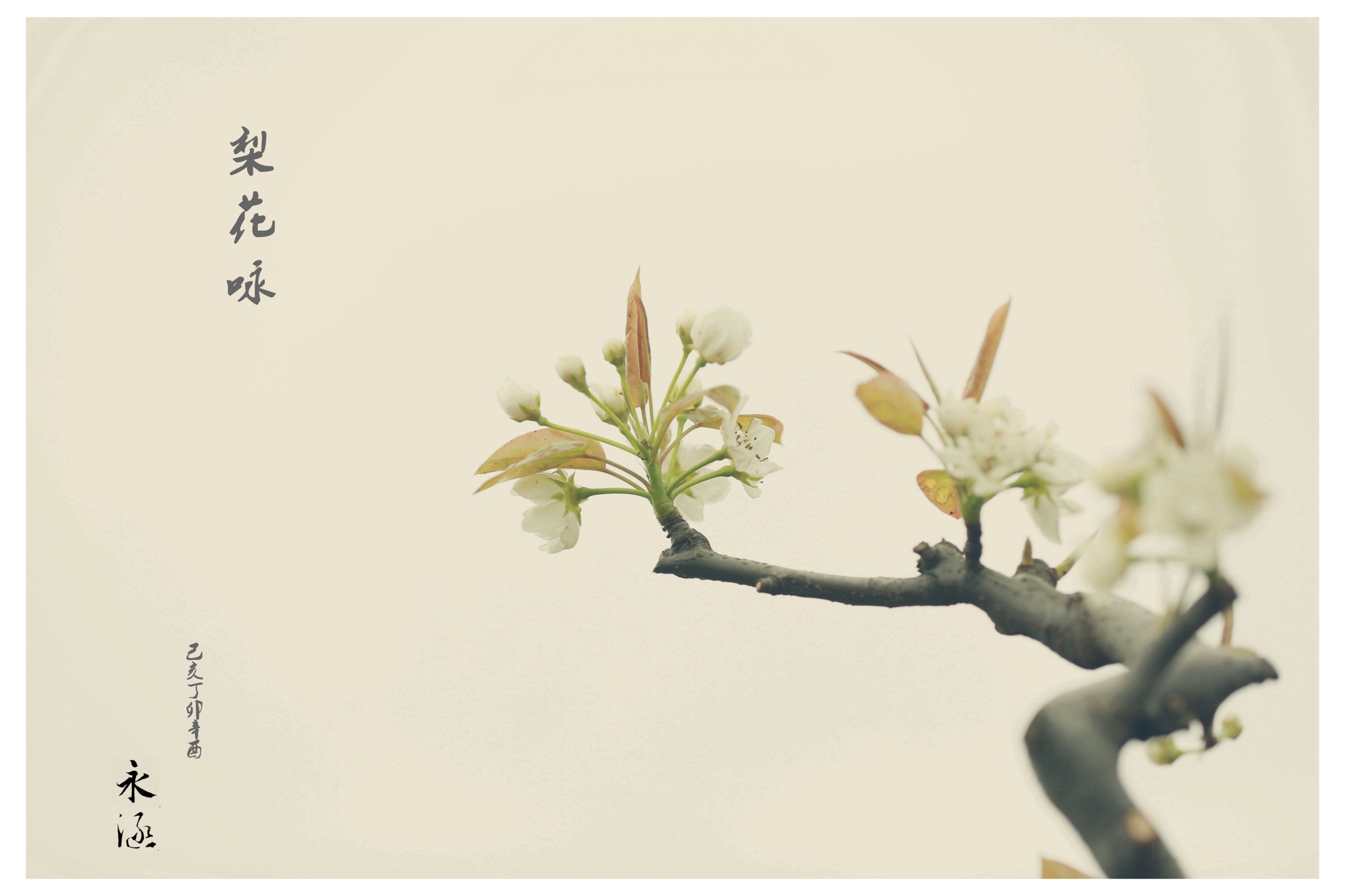 三月的汤溪镇上堰头村高老叔梨花园,满园梨花尽展它那"占断天下白