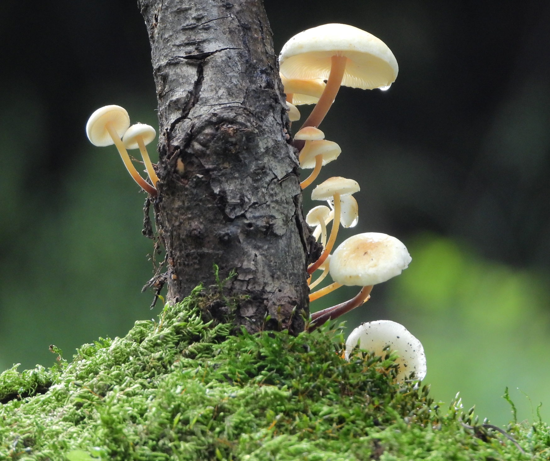 野生小蘑菇2020年9月18日摄於千山大安寺