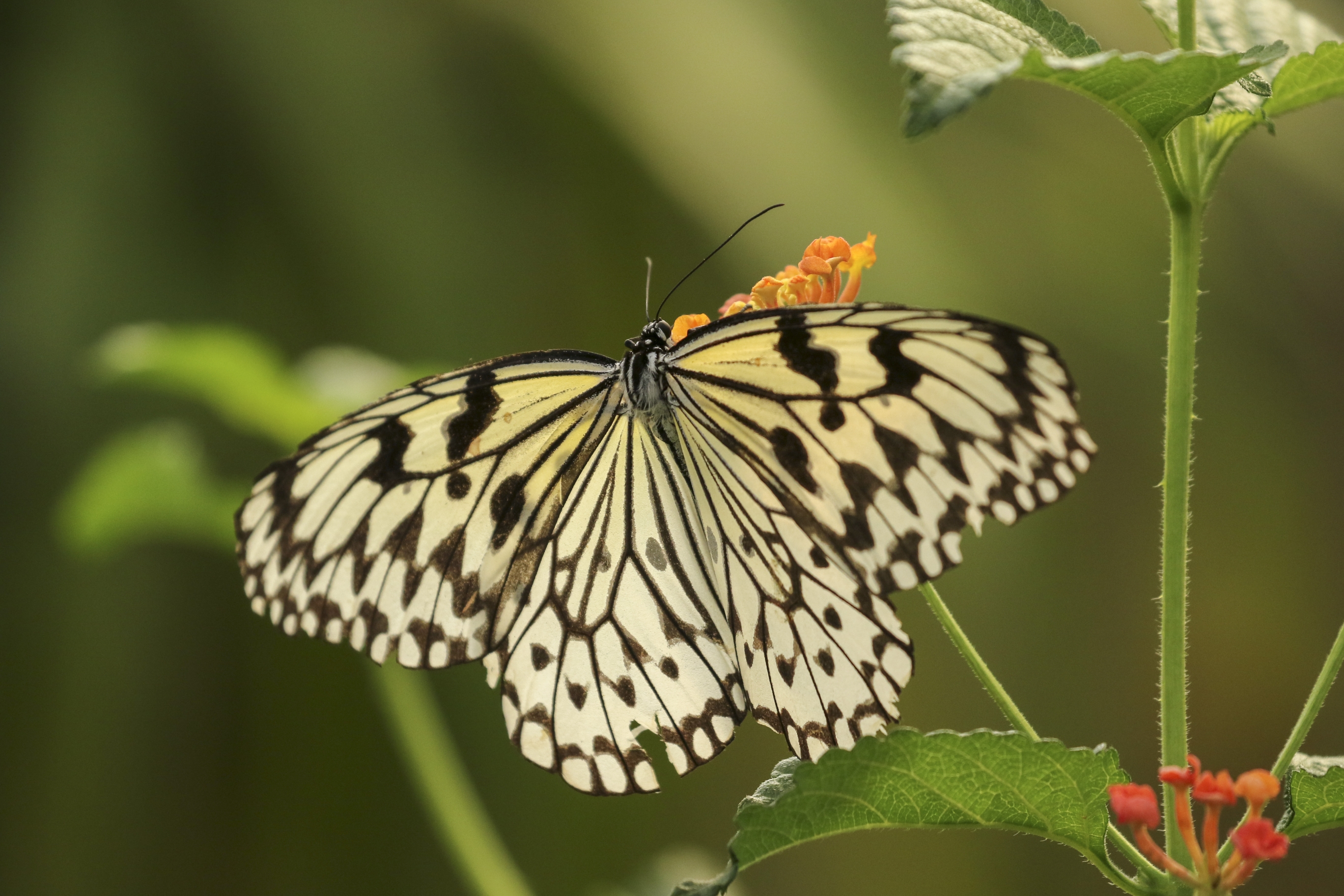 大帛斑蝶vv首发