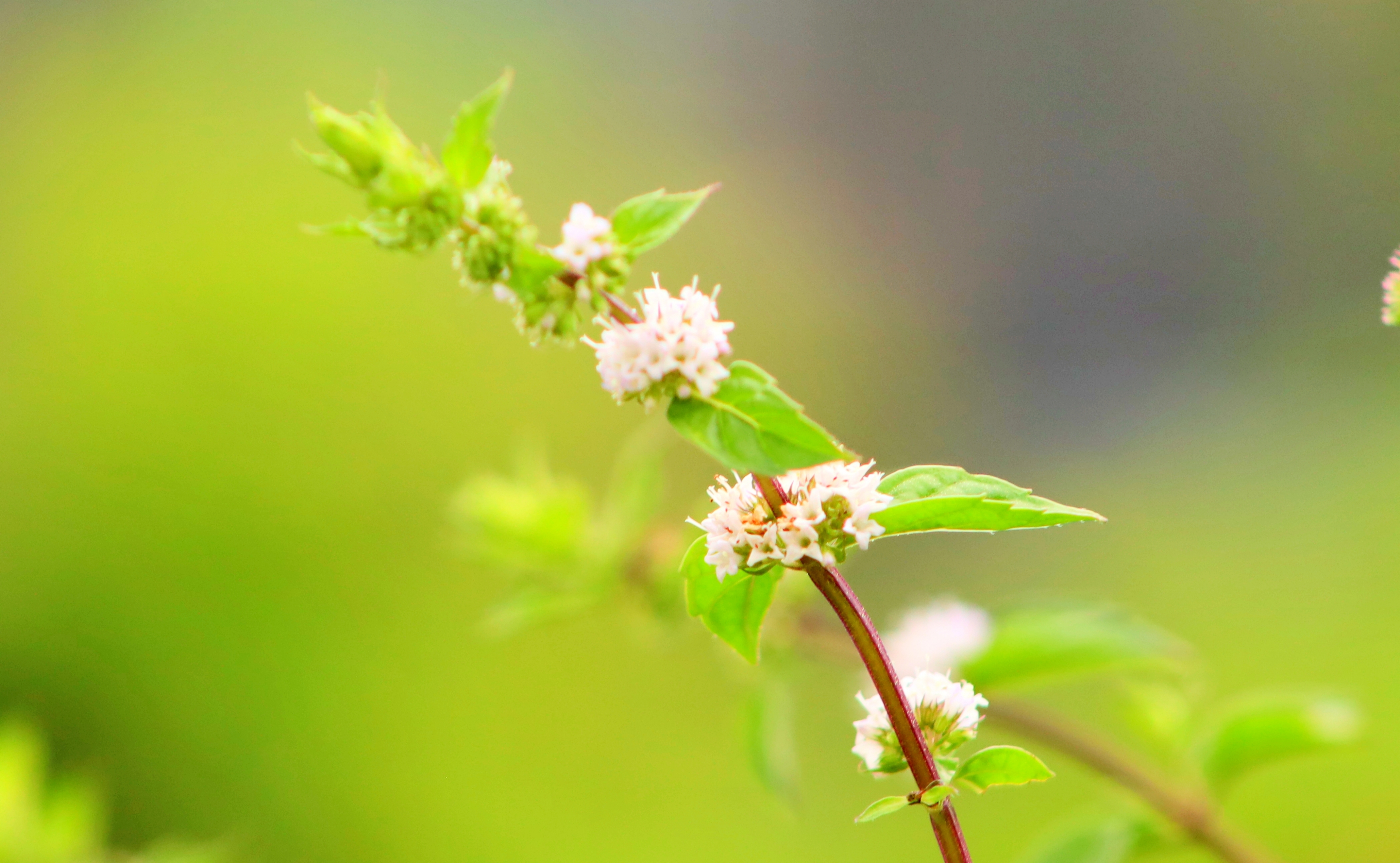 八月始见薄荷花