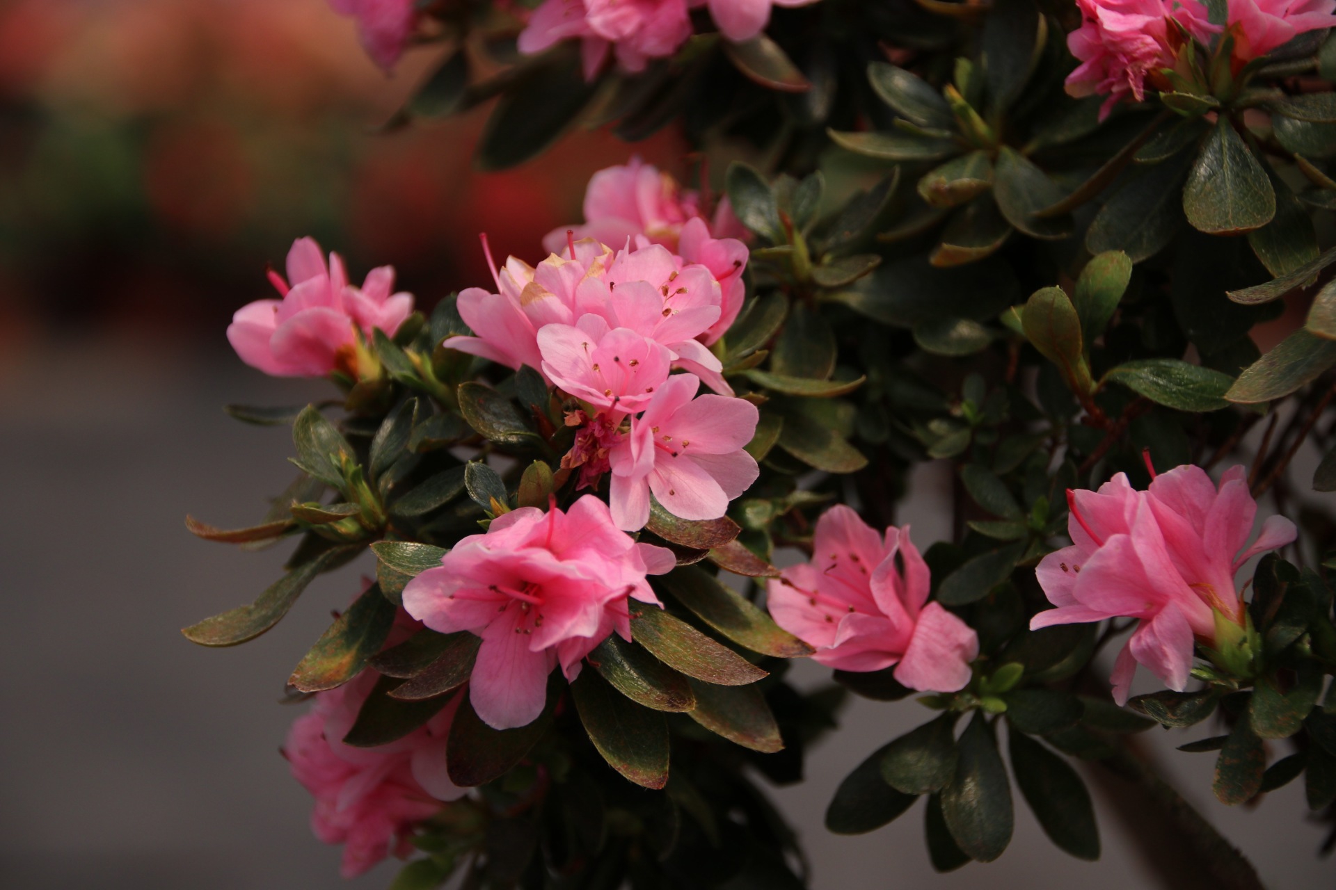 漳平永福杜鹃花盛开芬芳