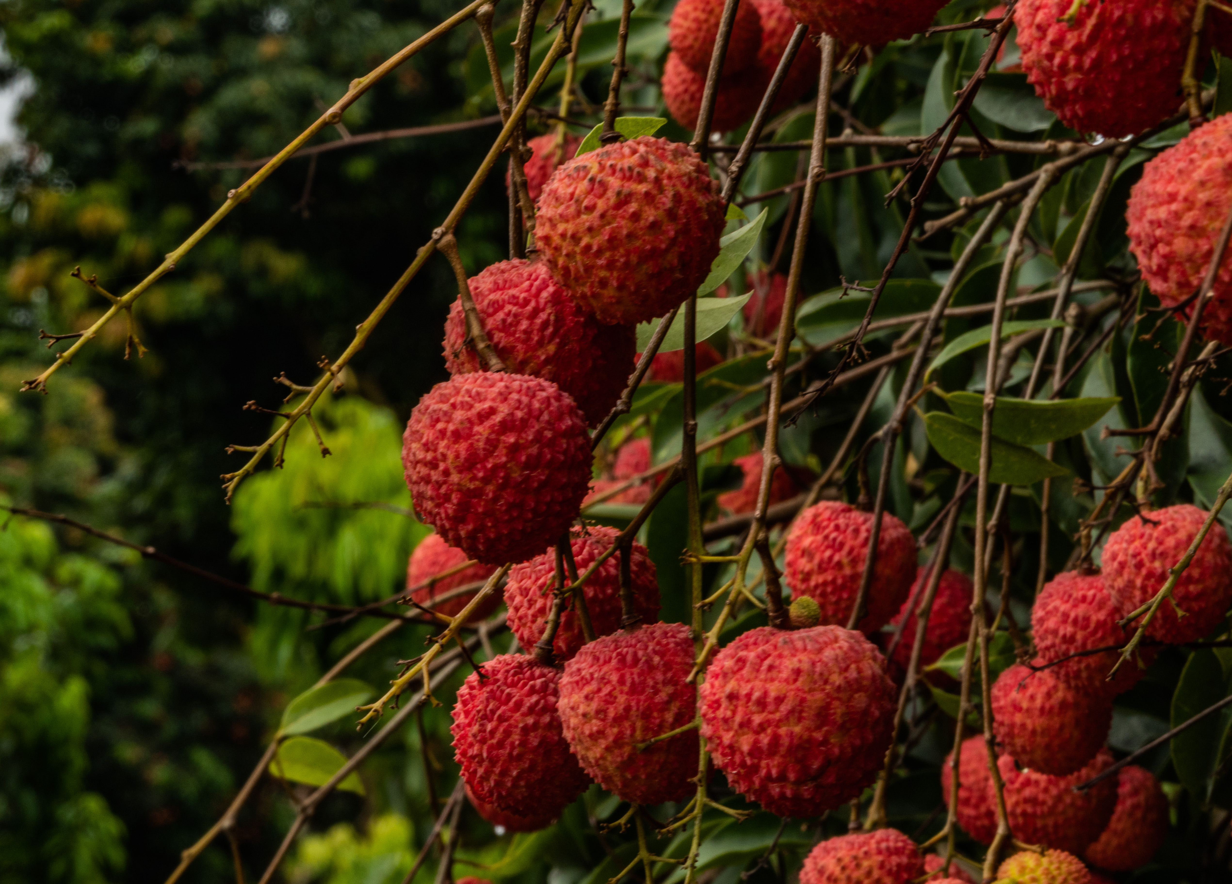 灵山荔枝节快到了,我赶在了开幕前踩了一下点,果然名不虚传,灵山的
