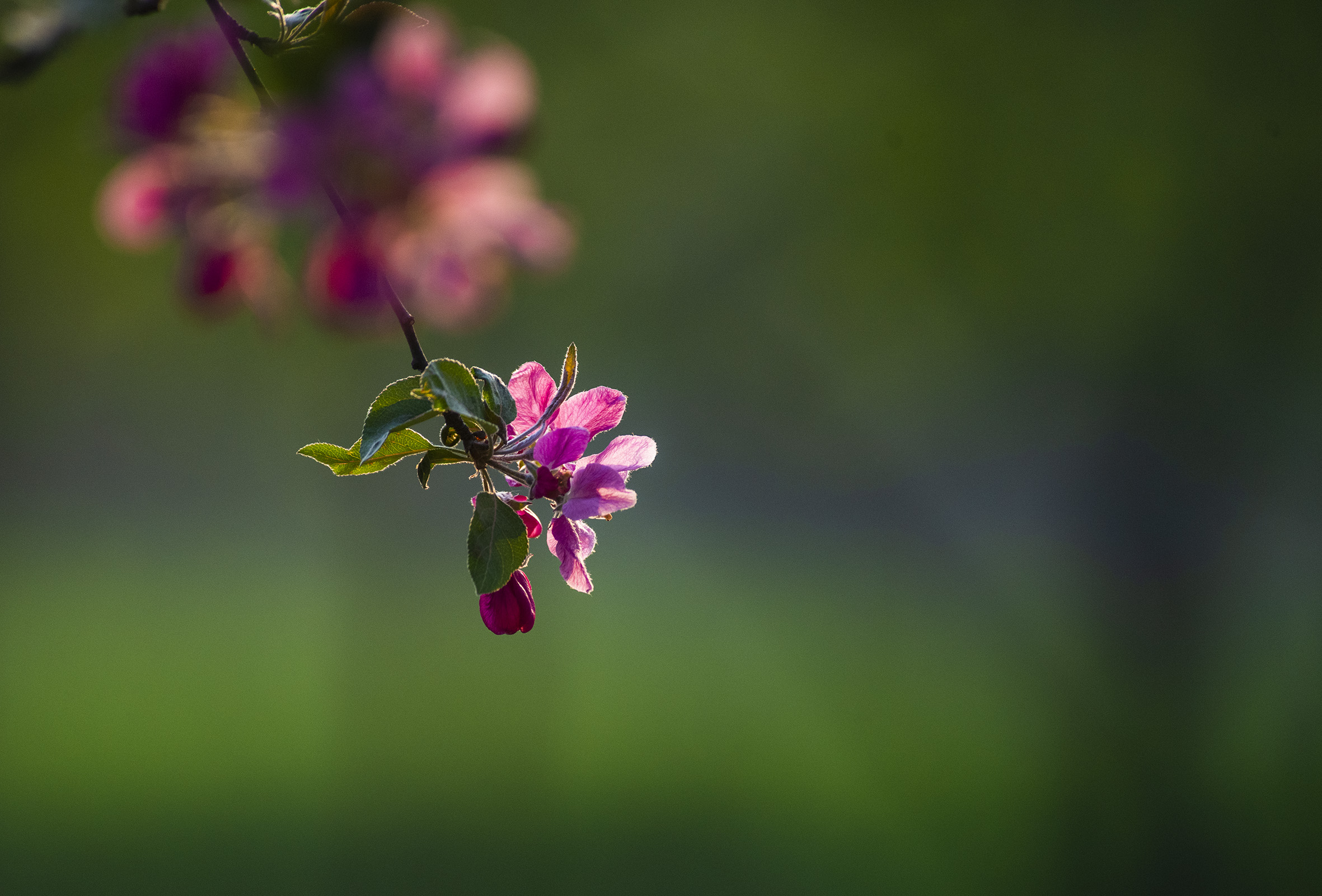 春洒甘棠,鸟语花香