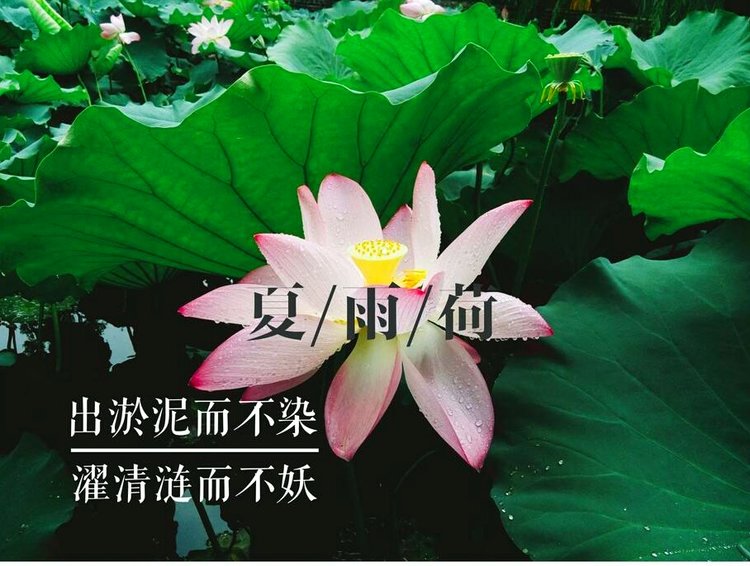 荷花飘香,草虫轻唱