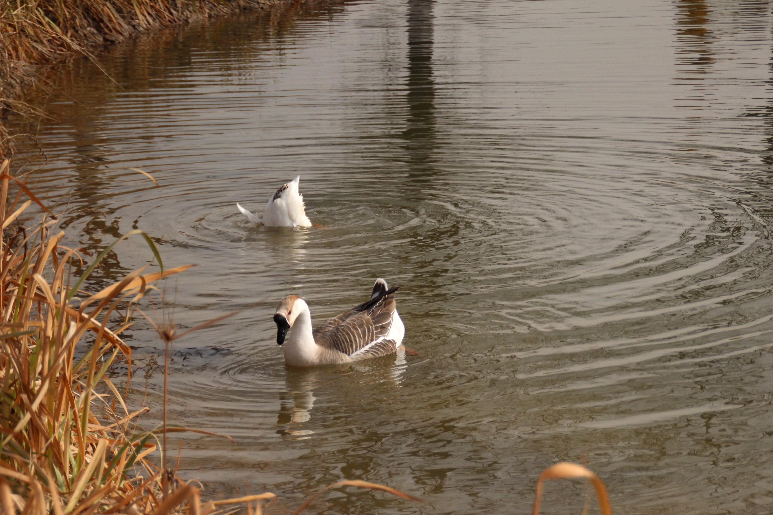 首发霸气的麻鹅