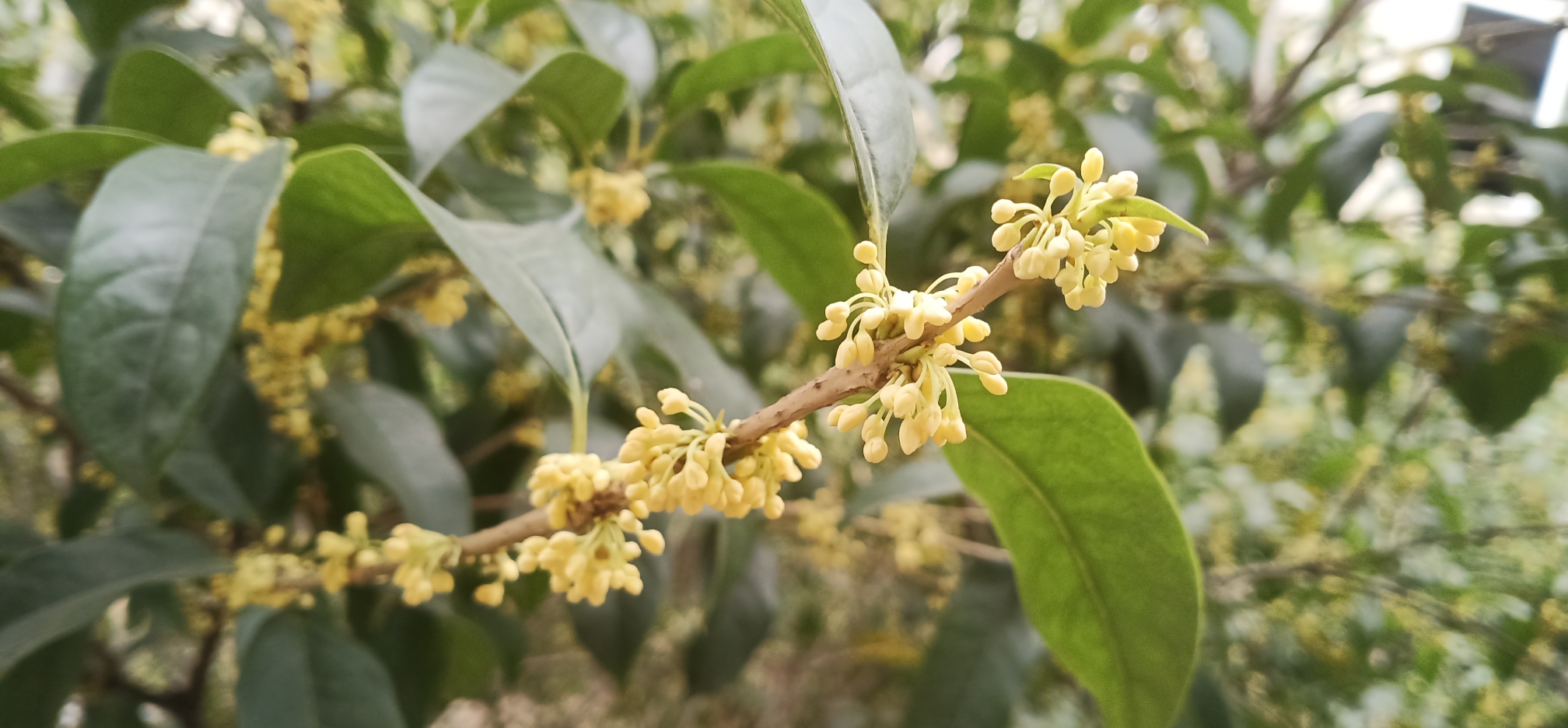 文/杨洁 十月桂花八里香,玲珑花蕊如娇娘!