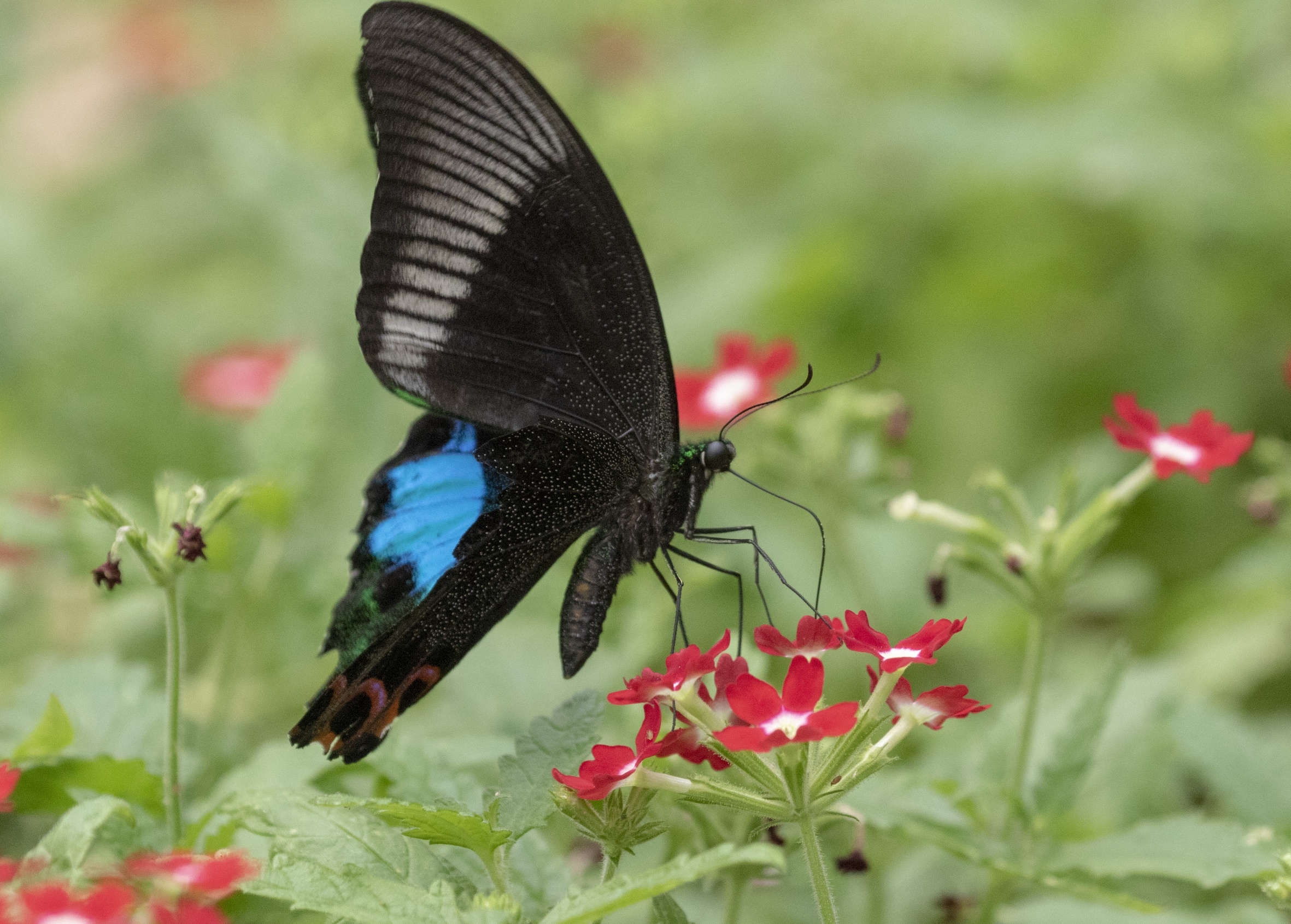台湾碧凤蝶vv首发