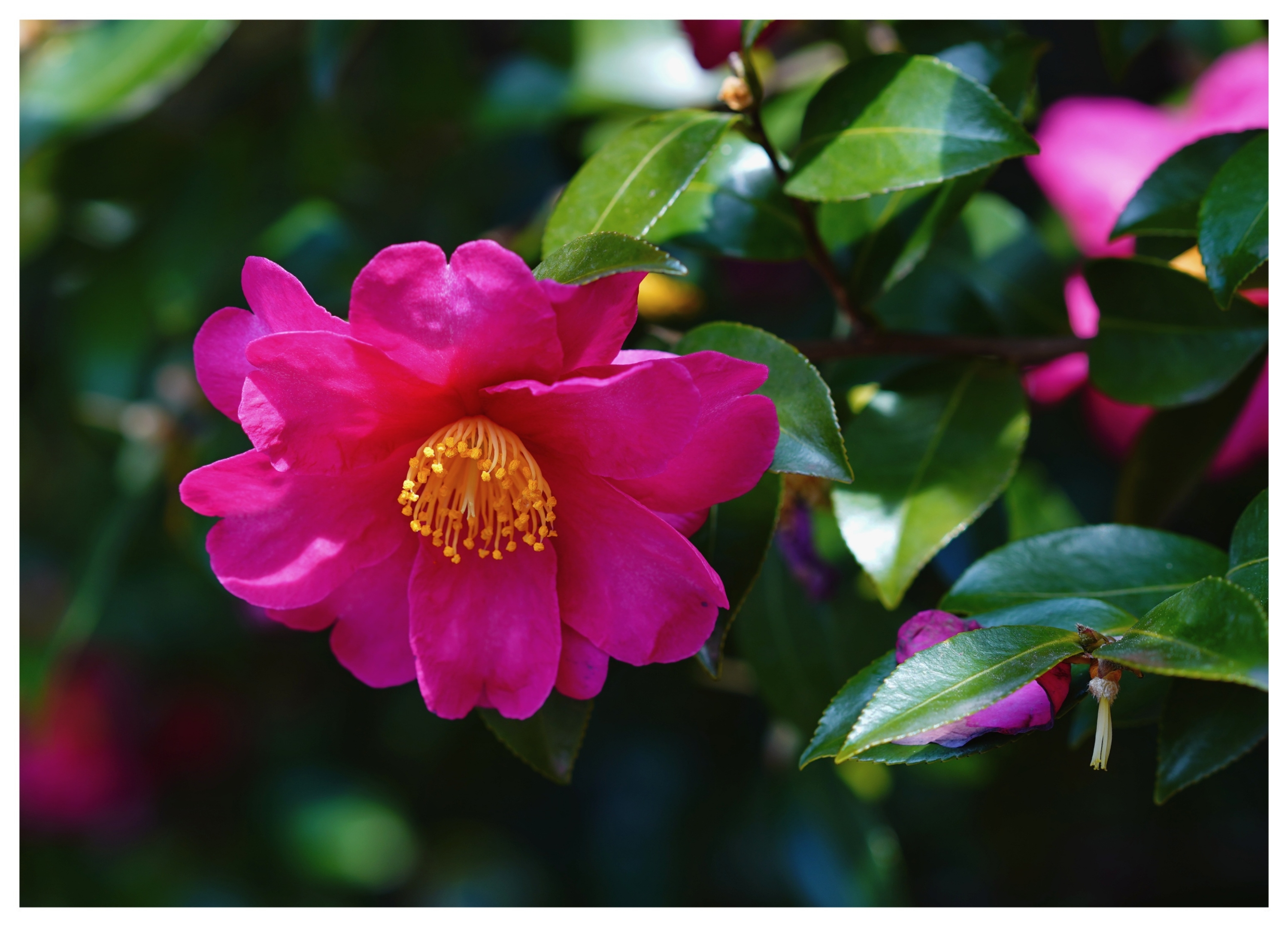 首发冬季花王山茶花