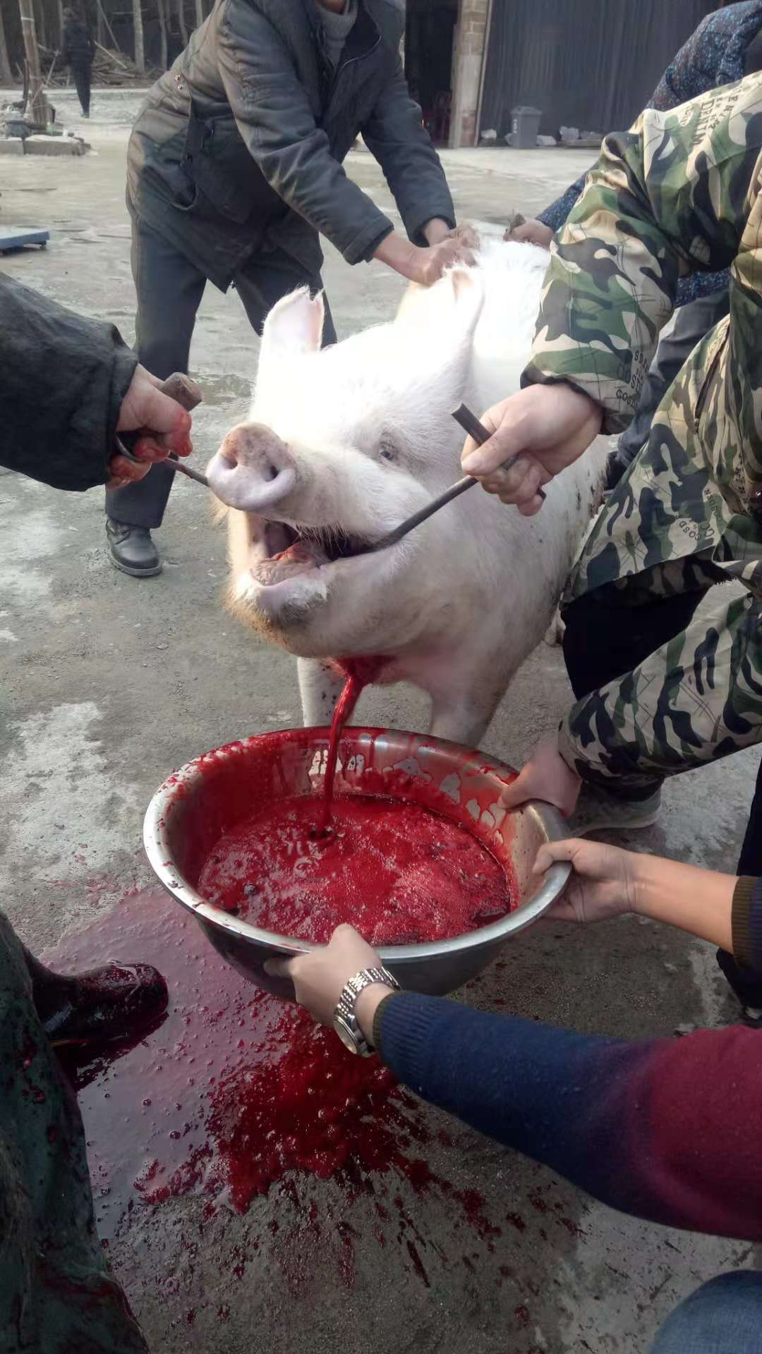 猪看到同伴被杀图片图片