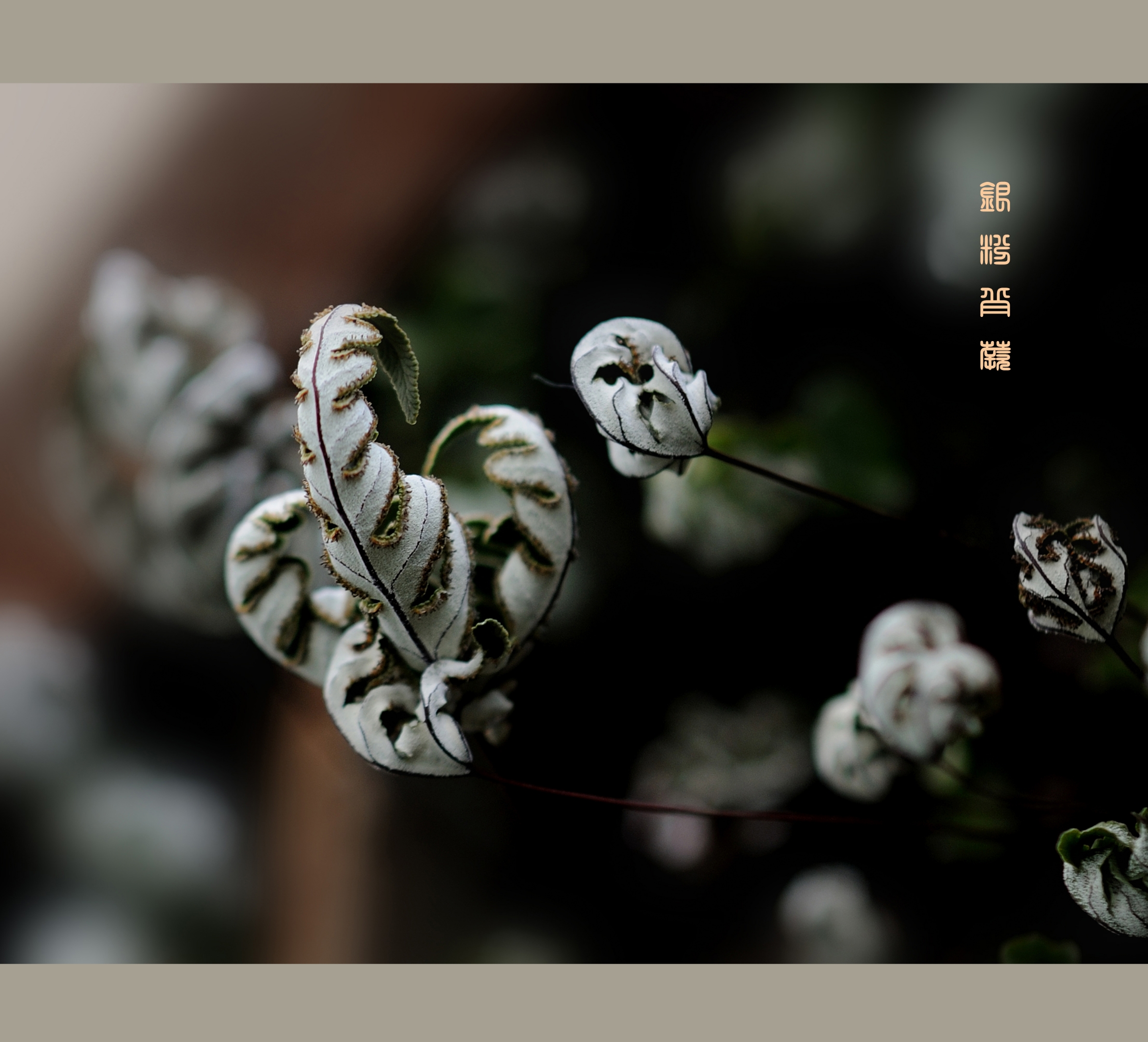 首发小巧玲珑的银粉背蕨