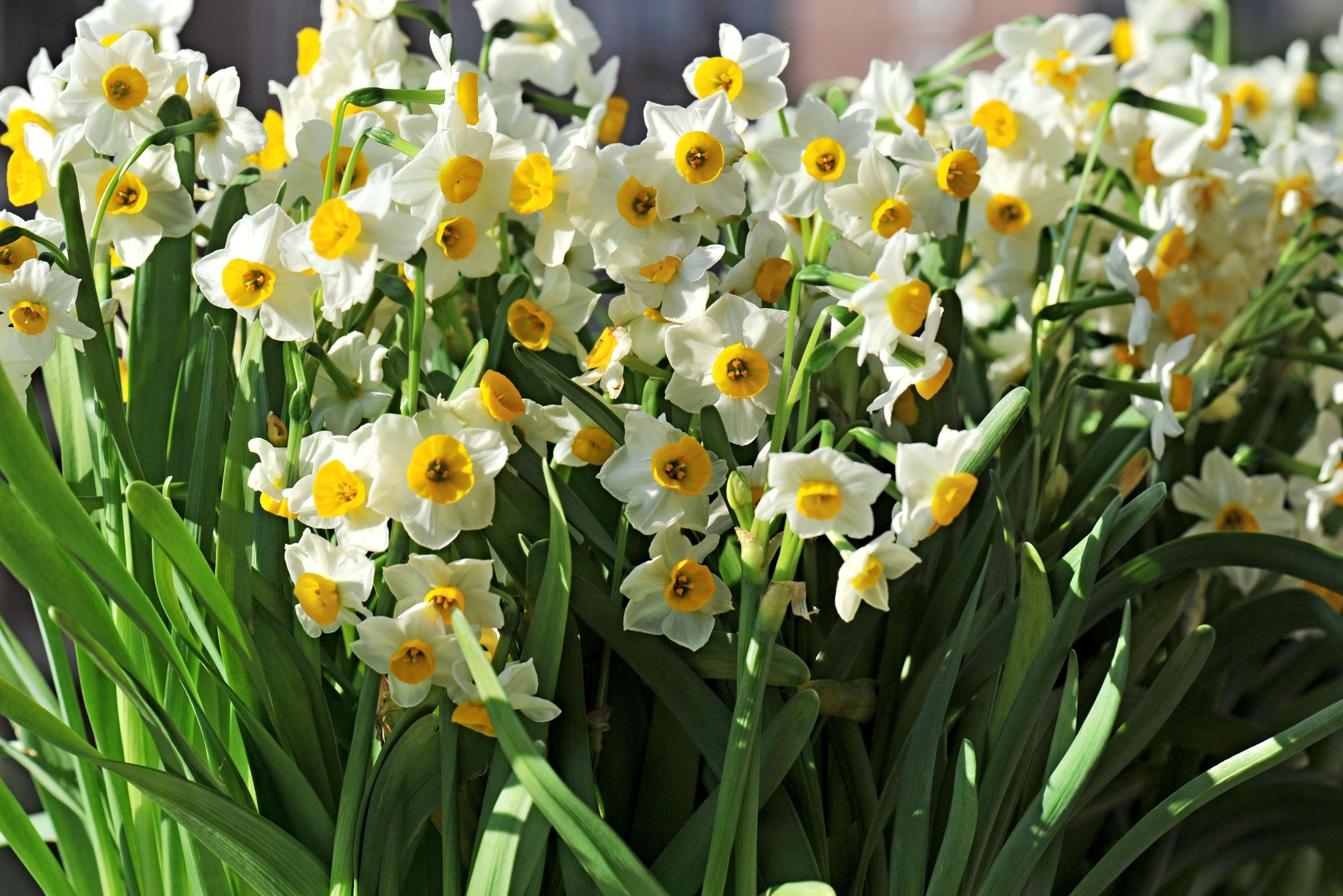 冬天,等待水仙花开