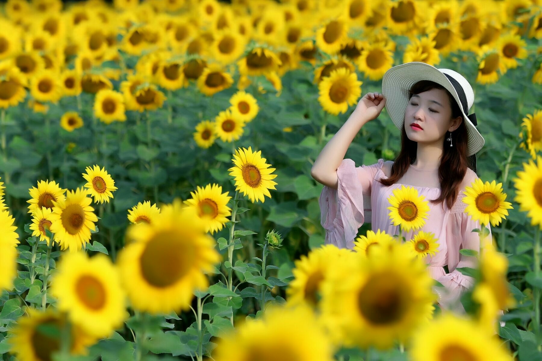 素心似葵,向阳而生