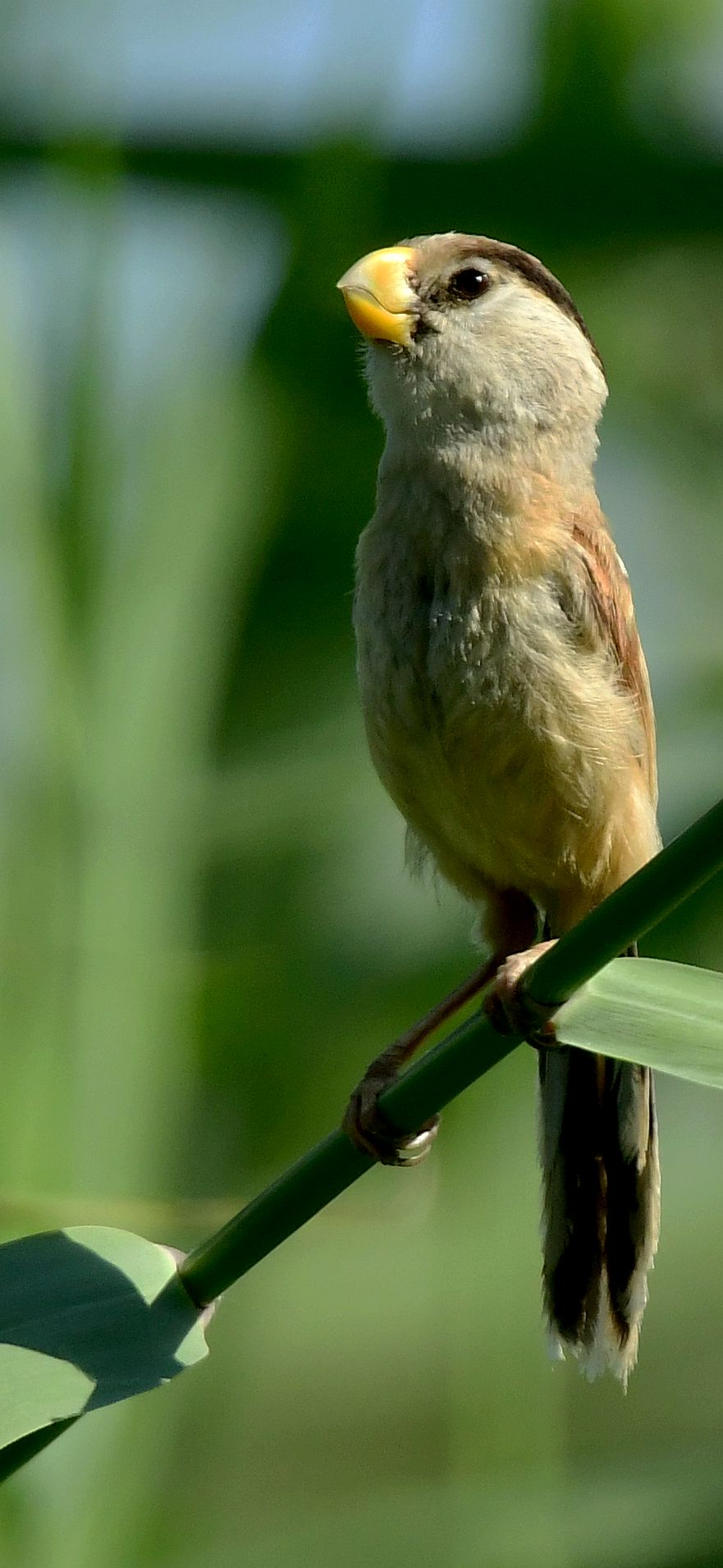 震旦鸦鹊被称之为鸟中熊猫,它们是依赖芦苇湿地生存繁殖