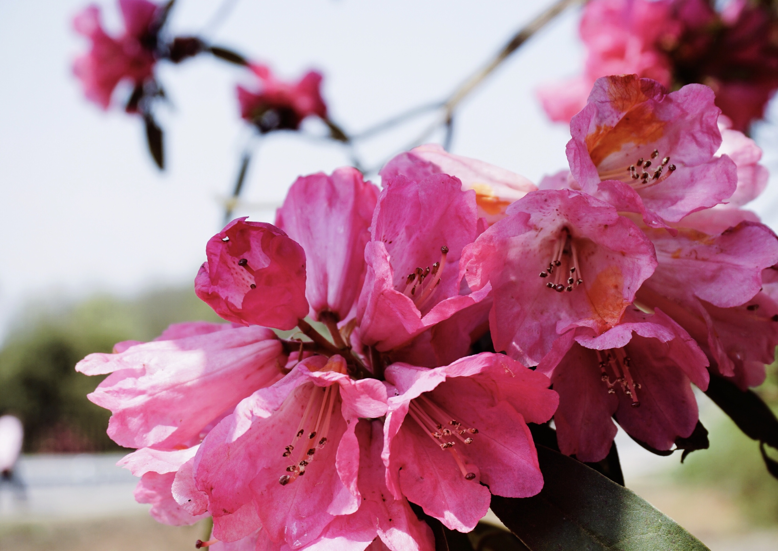 首发原创〗阳光下的花中西施