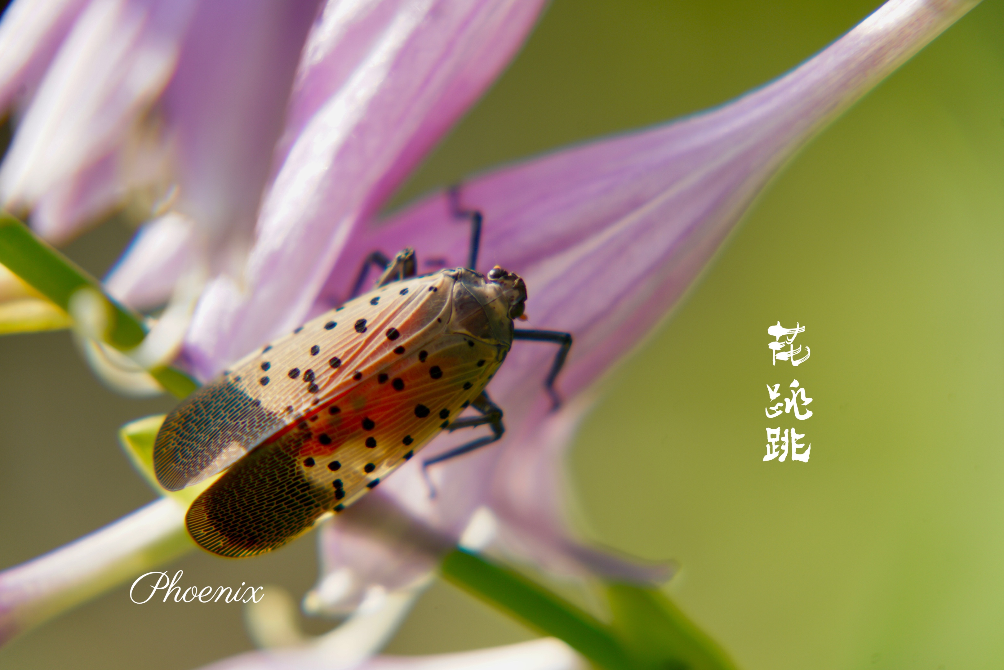 昆虫花姑娘爬上了紫玉簪