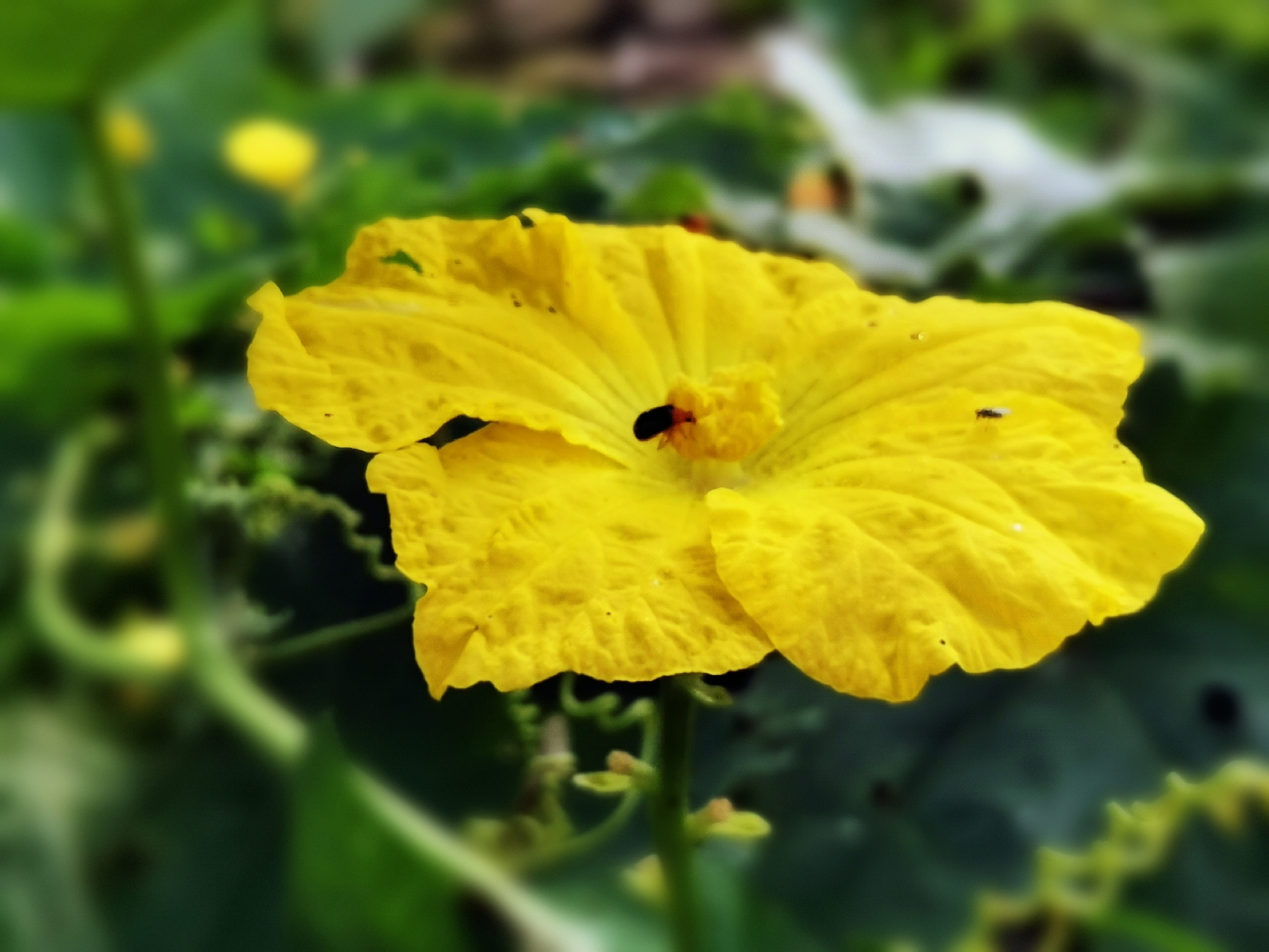 那金黄色的丝瓜花令人喜原创首发