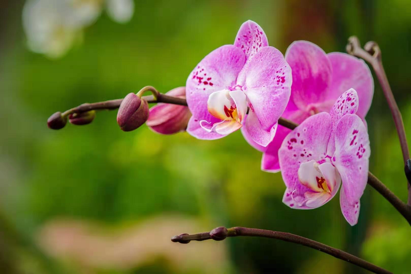 空谷幽兰一兰花