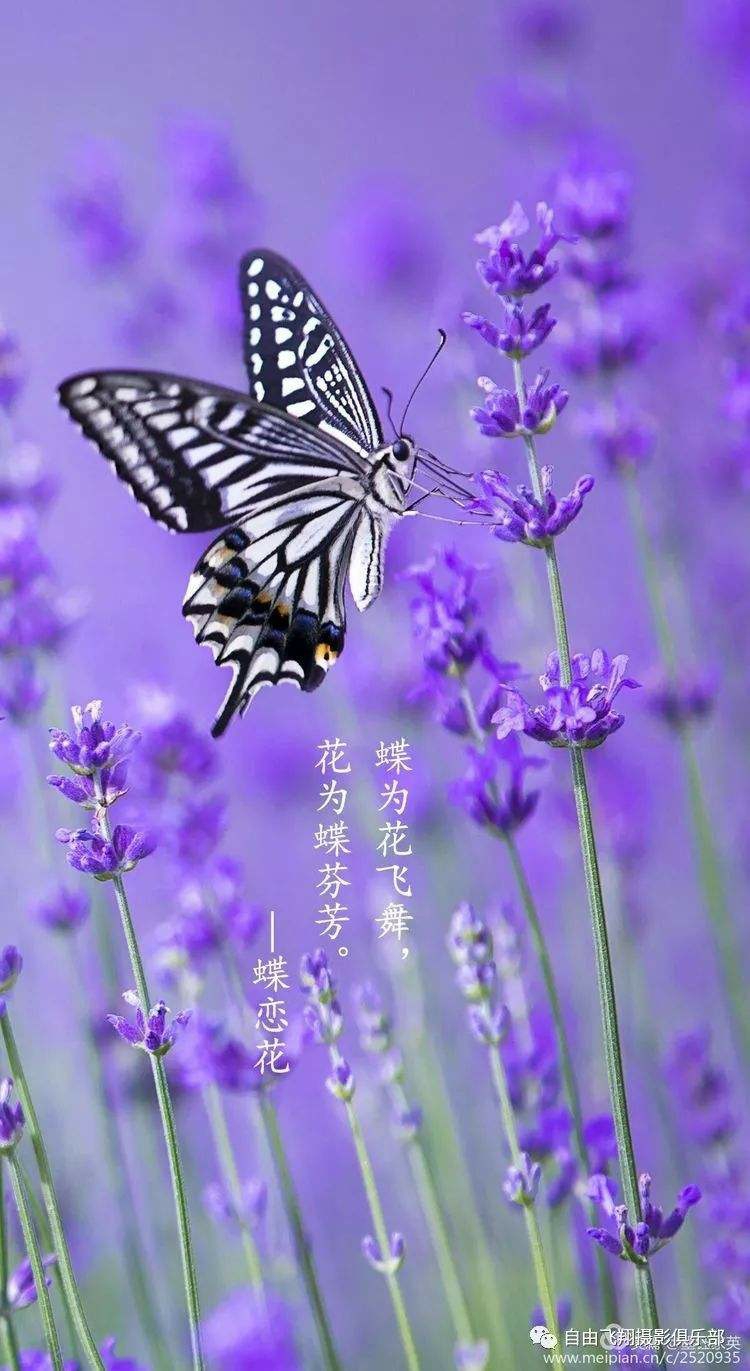 蝶恋花