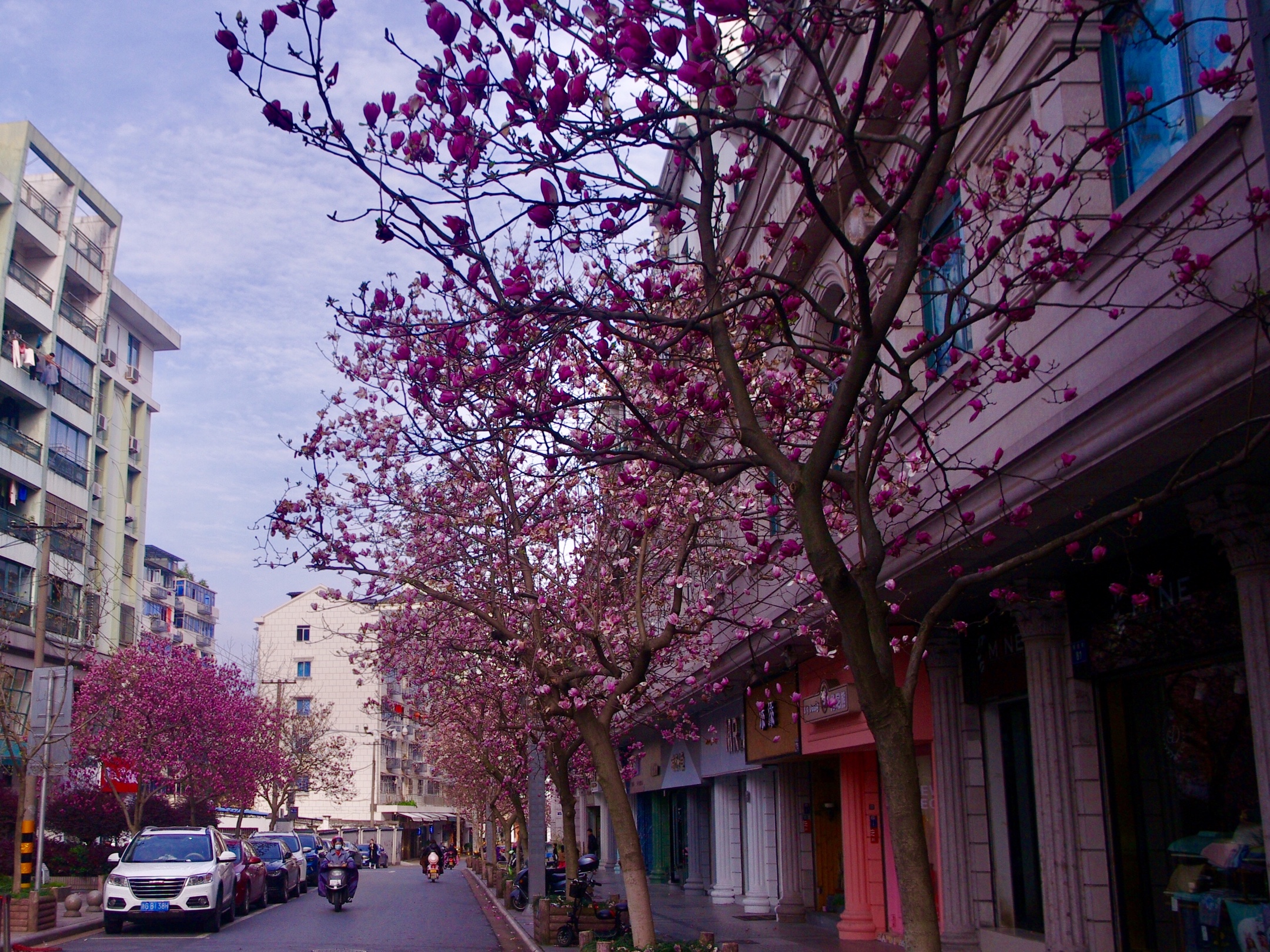 紫玉兰花盛开的街道