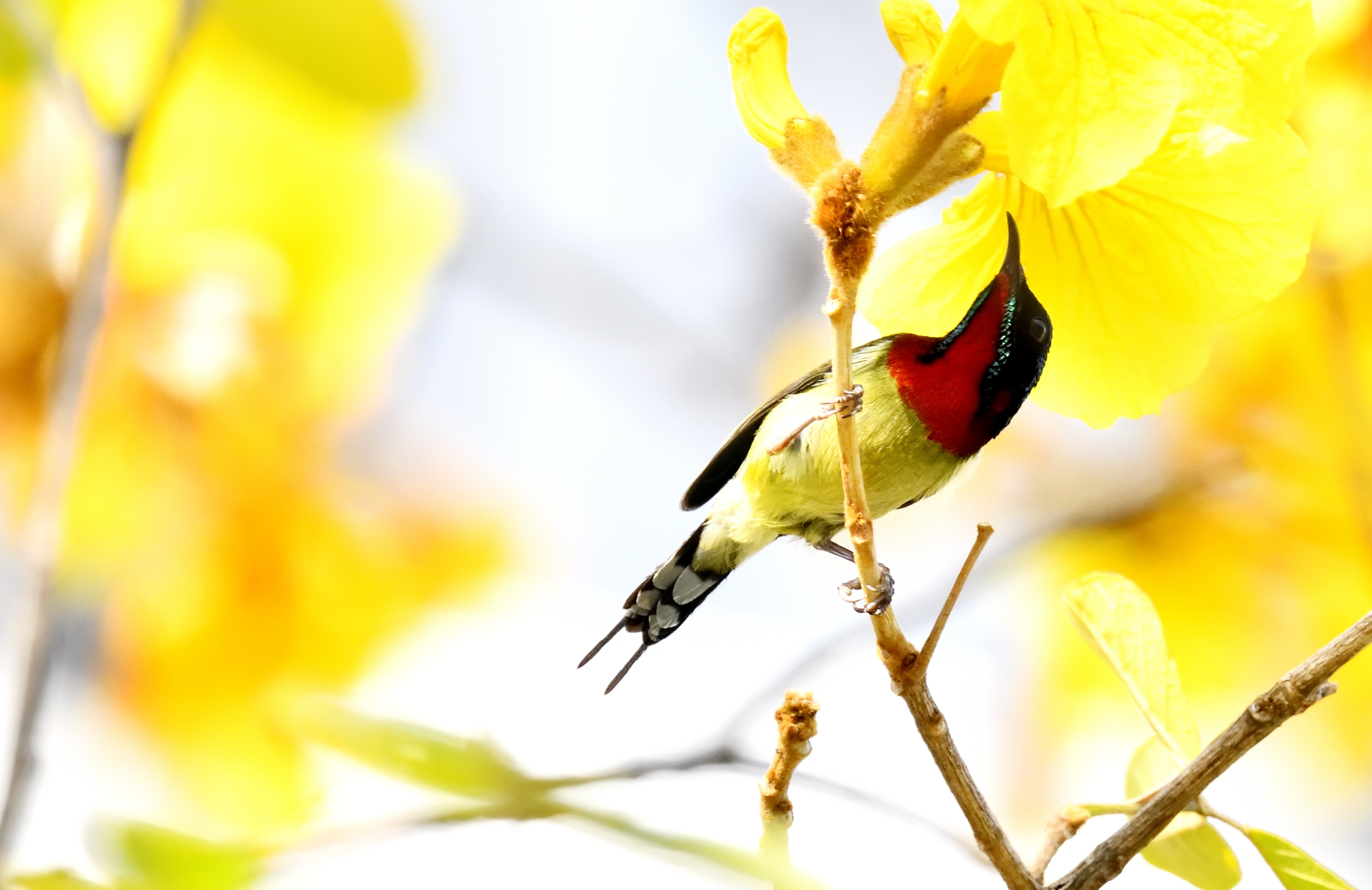 首发黄花风铃木叉尾太阳鸟