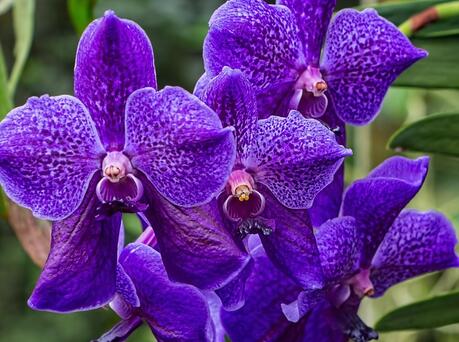 f.),兰科蝴蝶兰属植物.