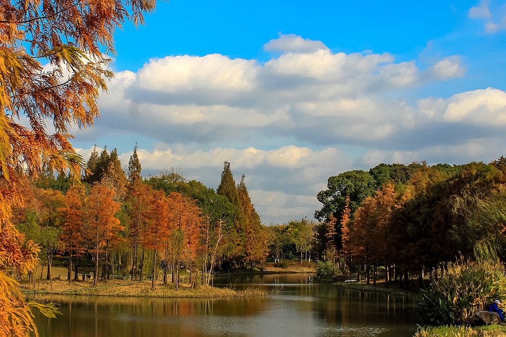 大多数的人不知道,文化公园的这片杉树林,美的令人发指!