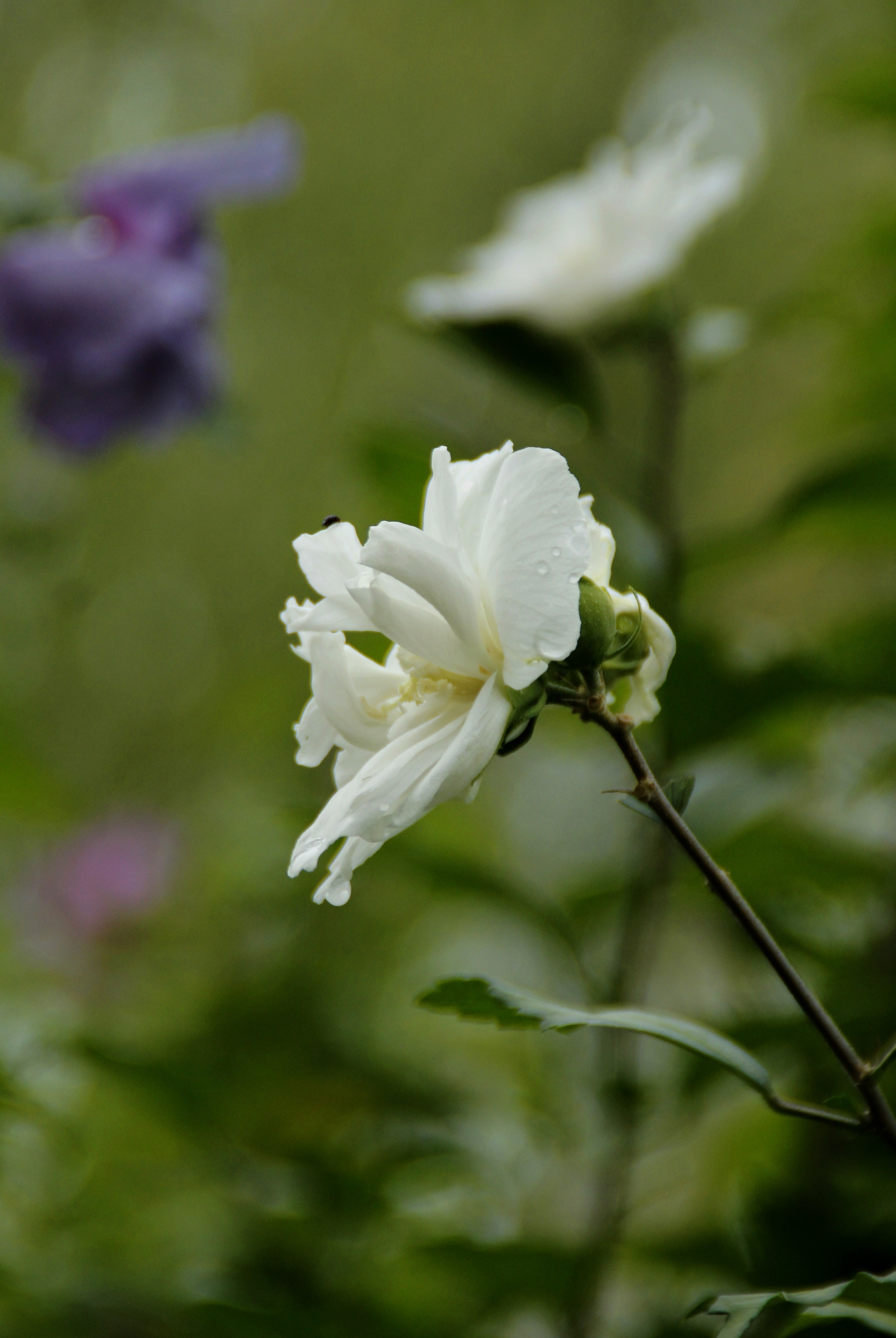 白色木槿花的花语图片