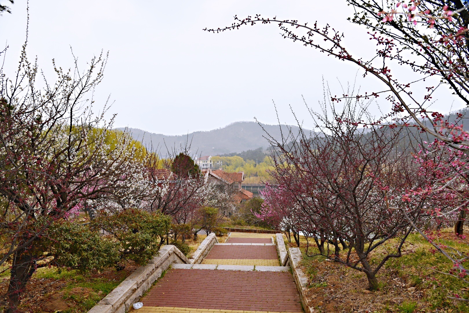 青島十梅庵賞梅