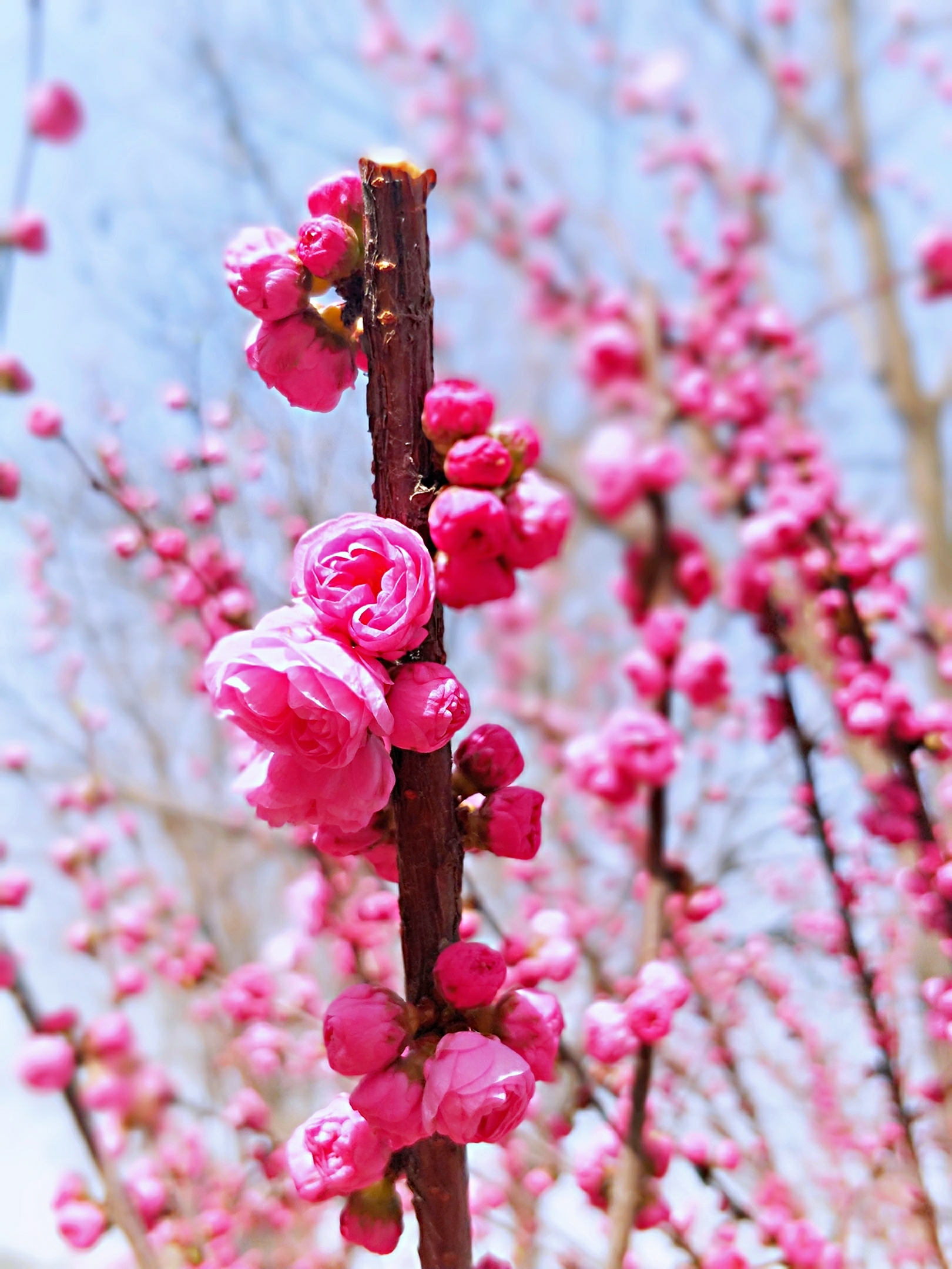 花团锦簇小桃红