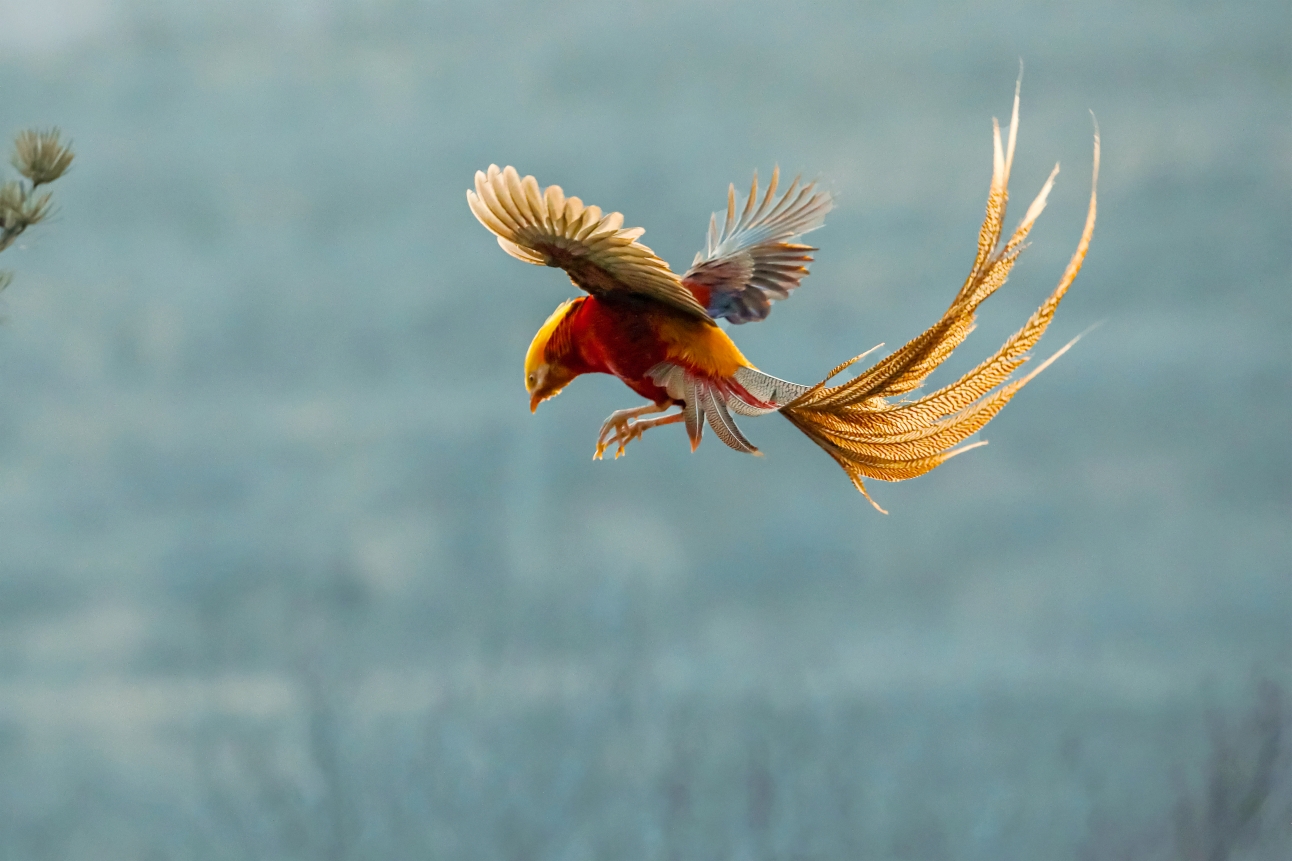 野生山凤凰鸟图片图片