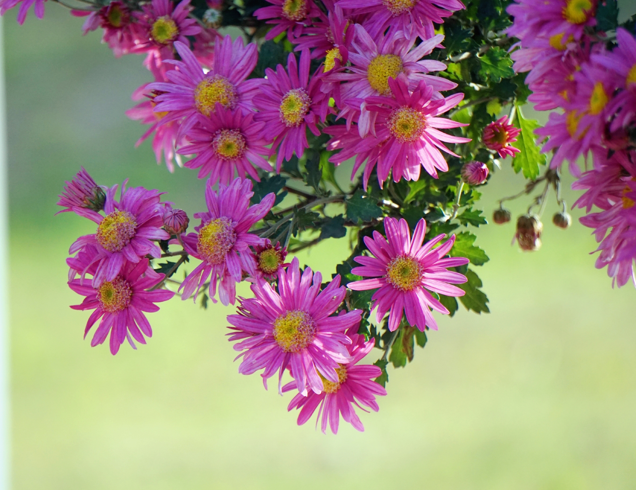 盛开的菊花首发