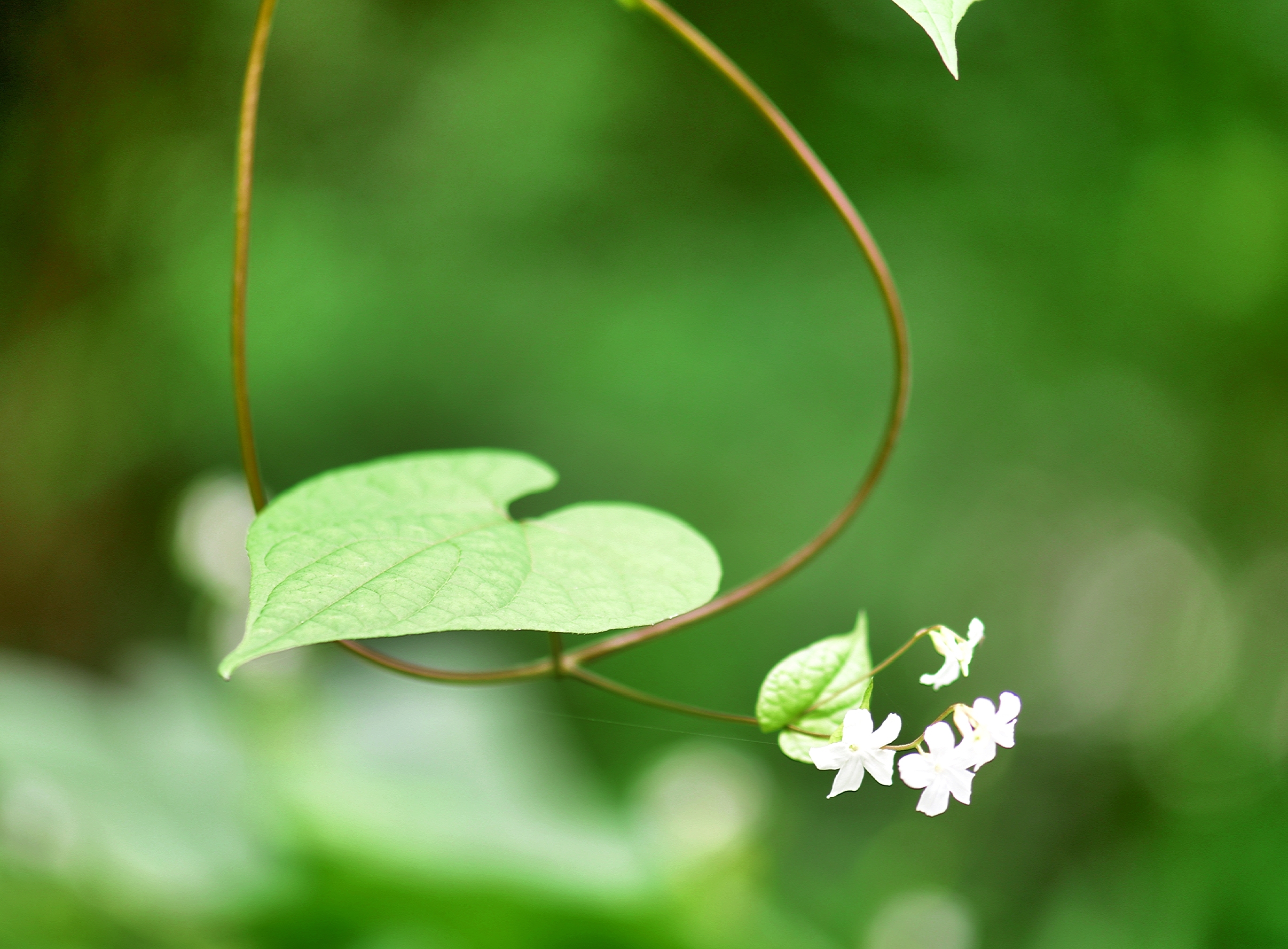 穿越四季之美～飞蛾藤【vv首发】