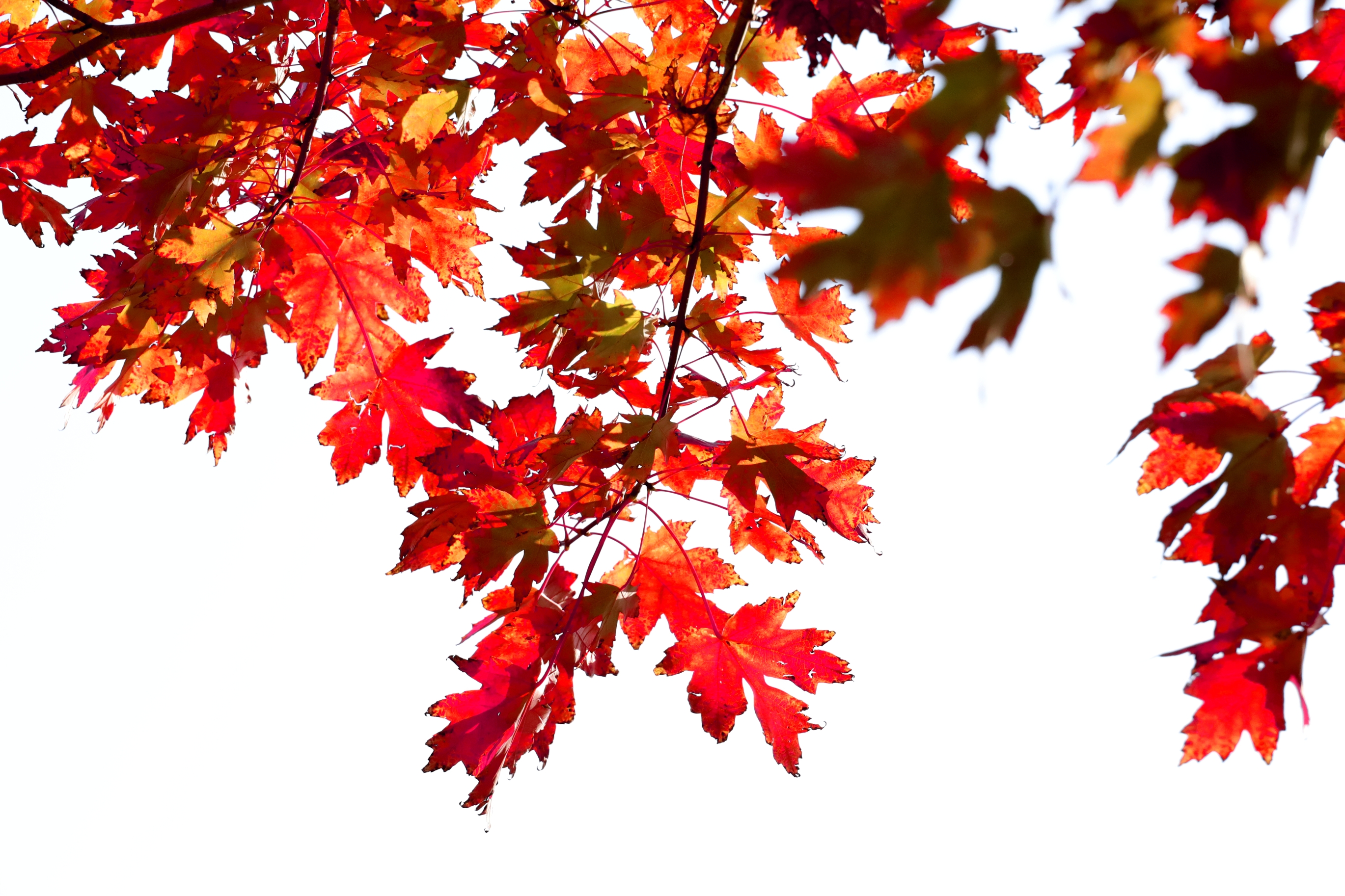 糖槭树叶子红了